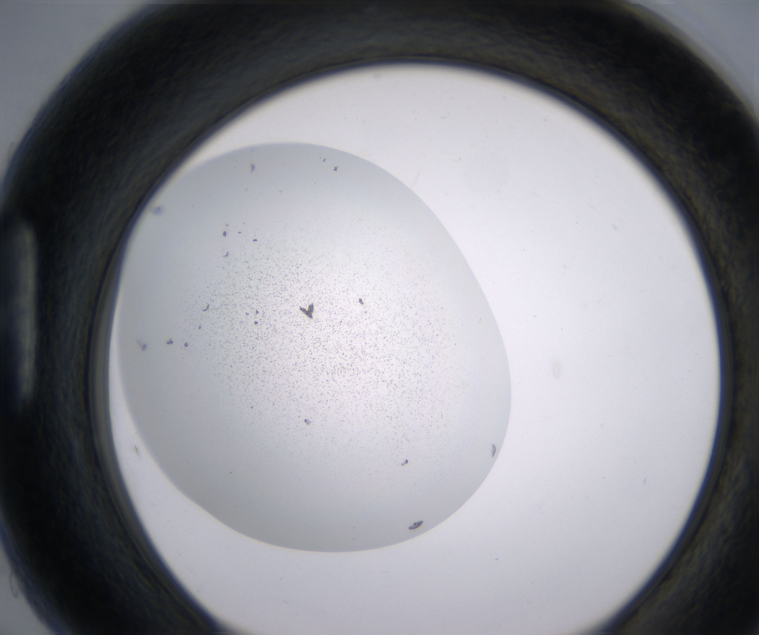 H5_HighResolution_Precipitate_1.jpg