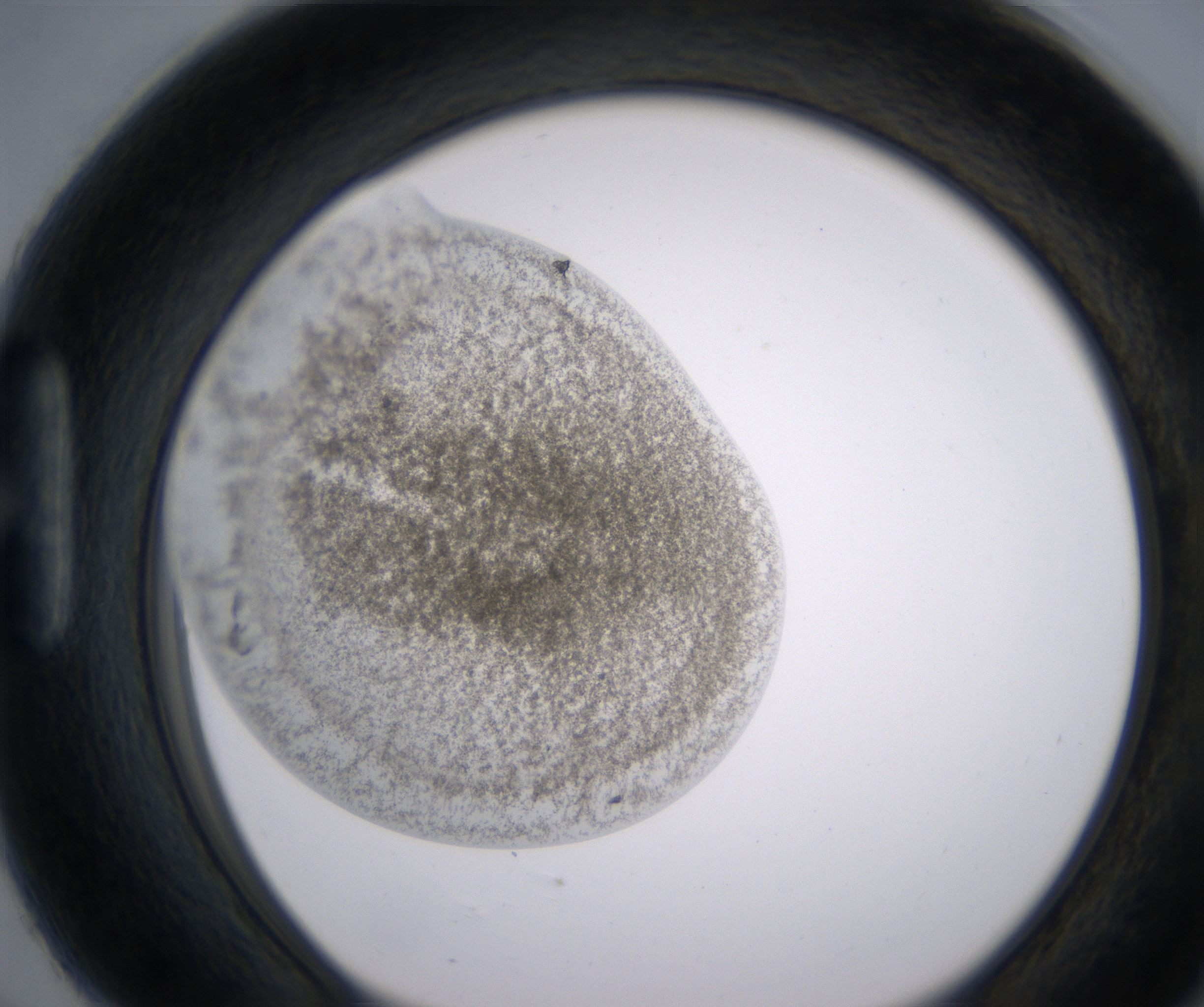 H6_HighResolution_Precipitate_1.jpg