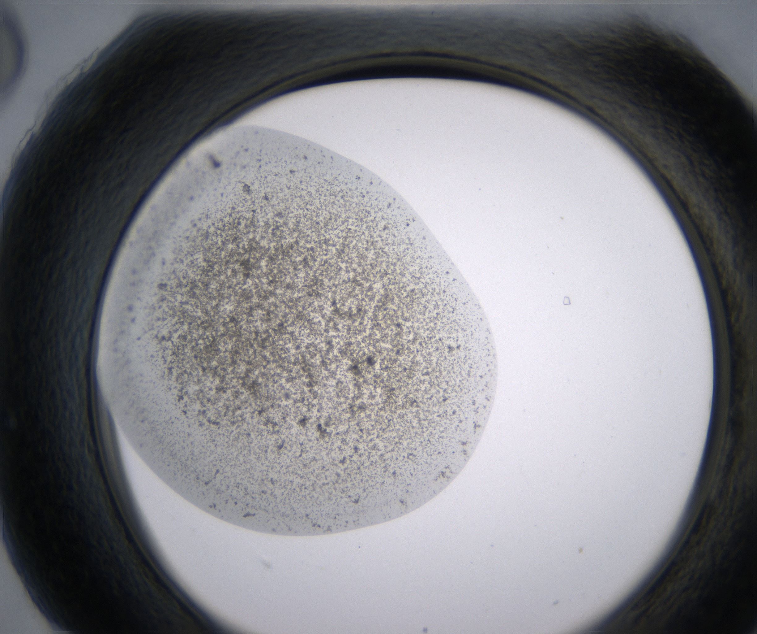 H6_HighResolution_Precipitate_2.jpg