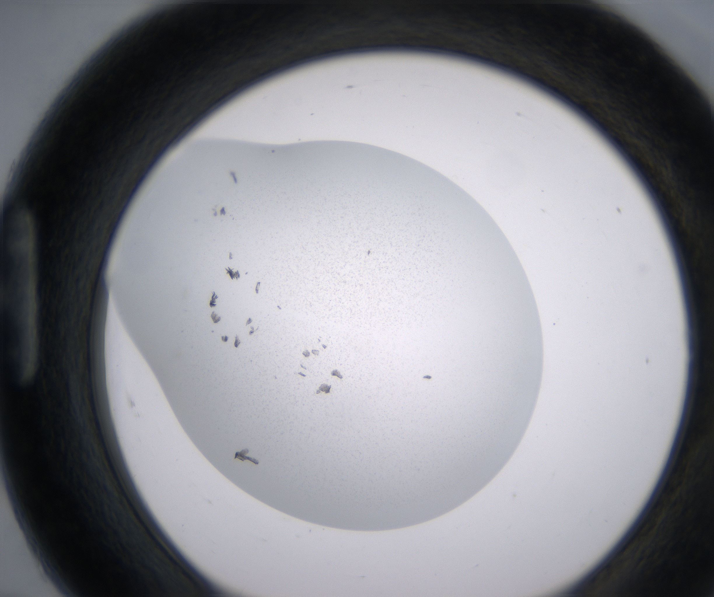 H7_HighResolution_Precipitate_1.jpg
