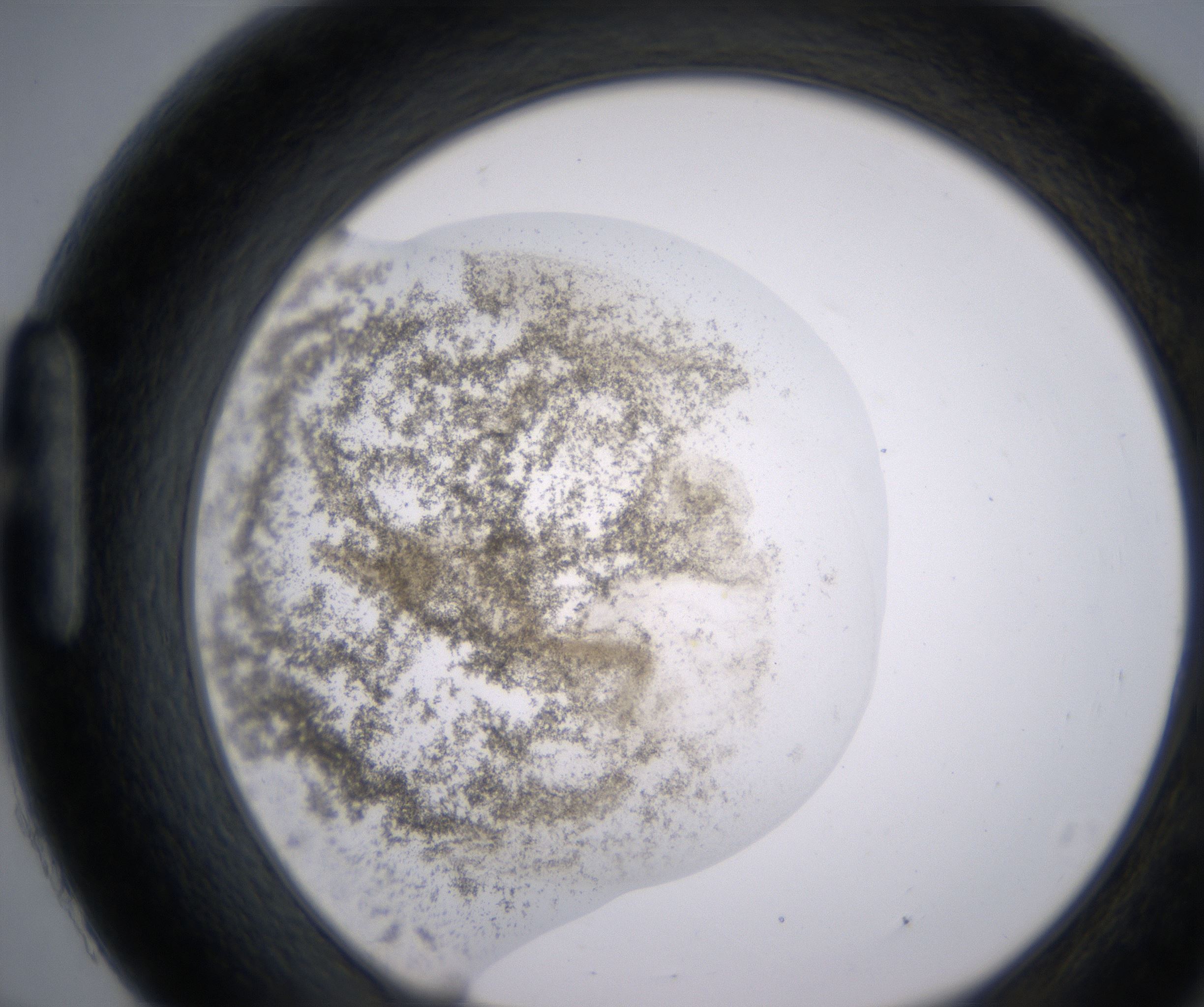H9_HighResolution_Precipitate_1.jpg