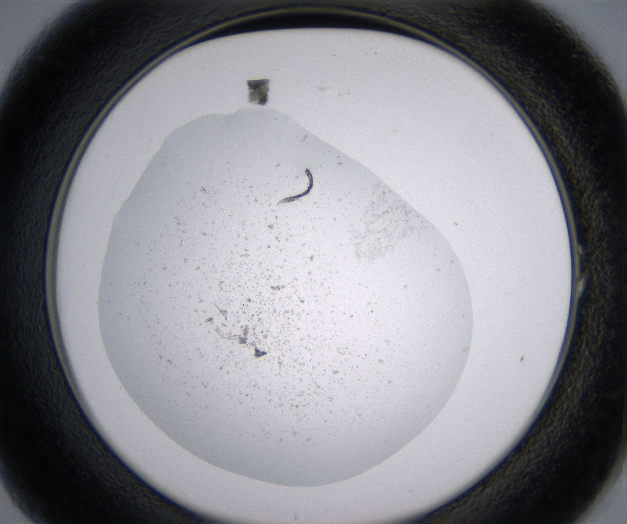 A1_HighResolution_Precipitate_2.jpg