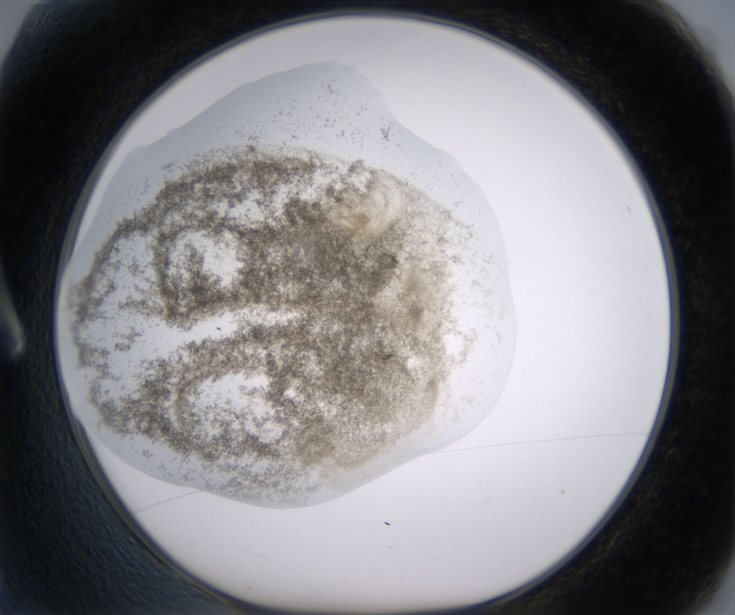 A2_HighResolution_Precipitate_1.jpg