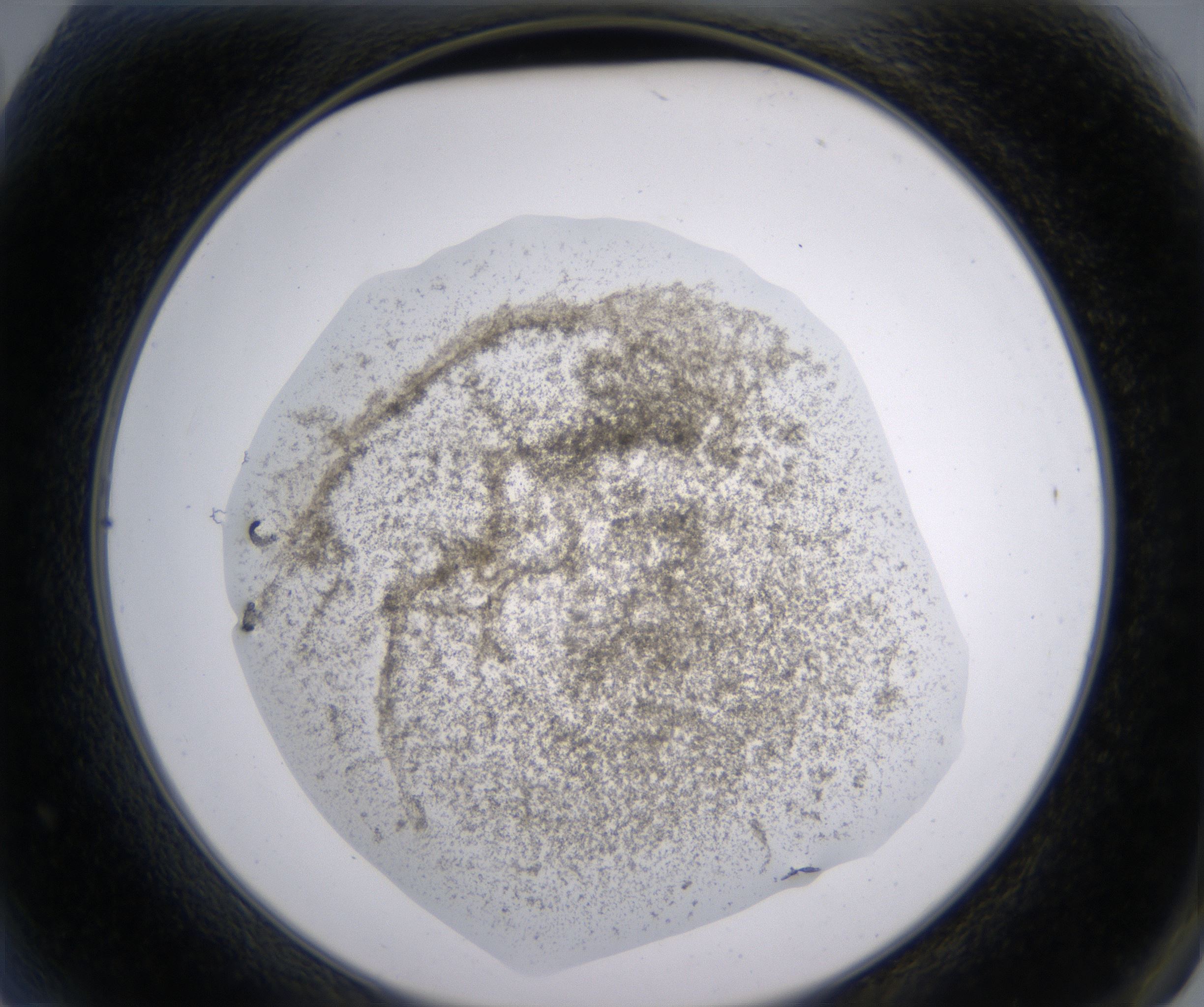 A2_HighResolution_Precipitate_2.jpg