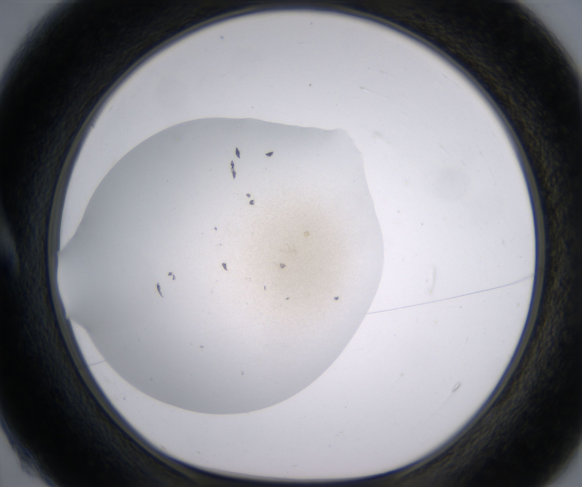 A4_HighResolution_Precipitate_1.jpg