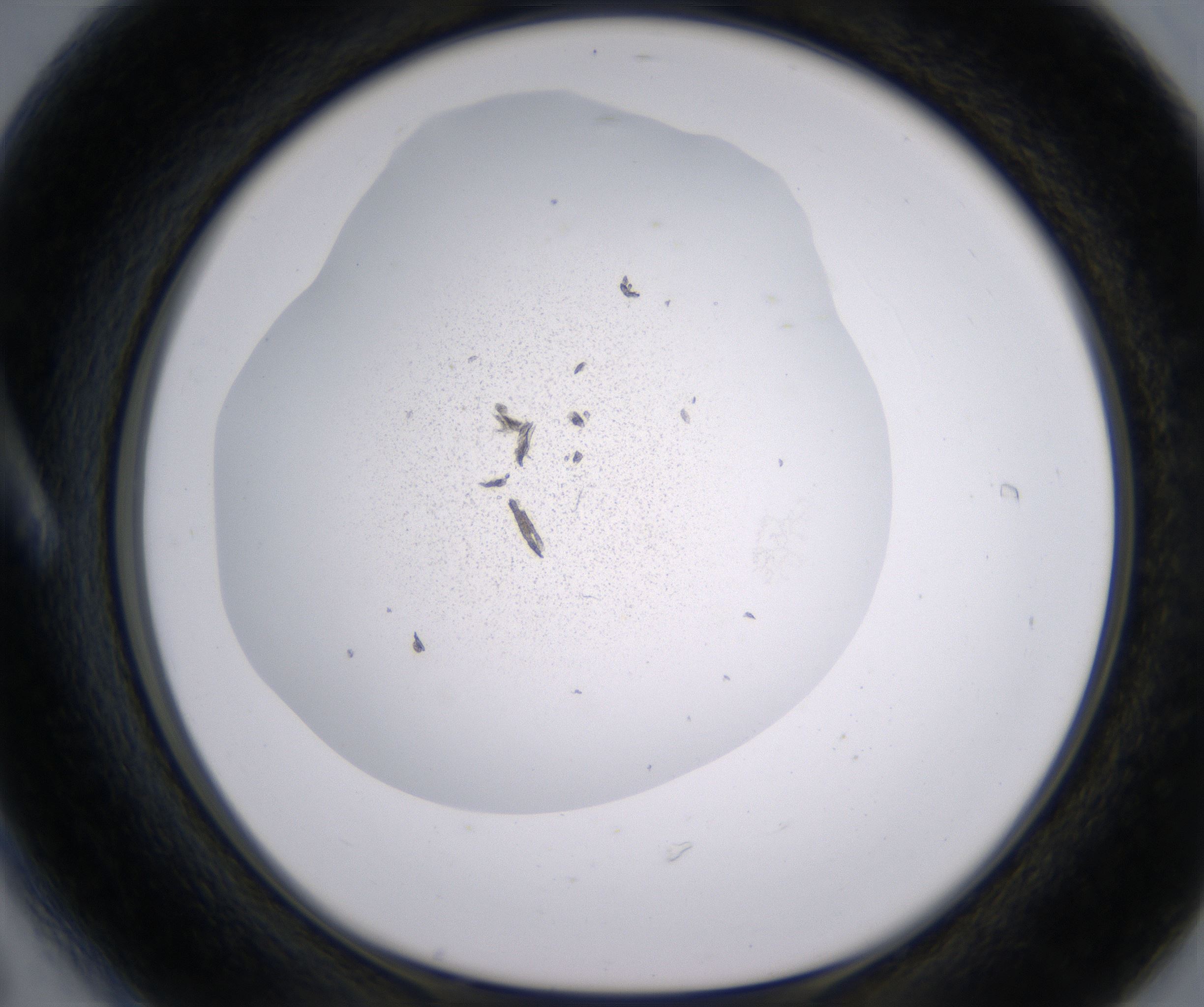 A6_HighResolution_Precipitate_1.jpg