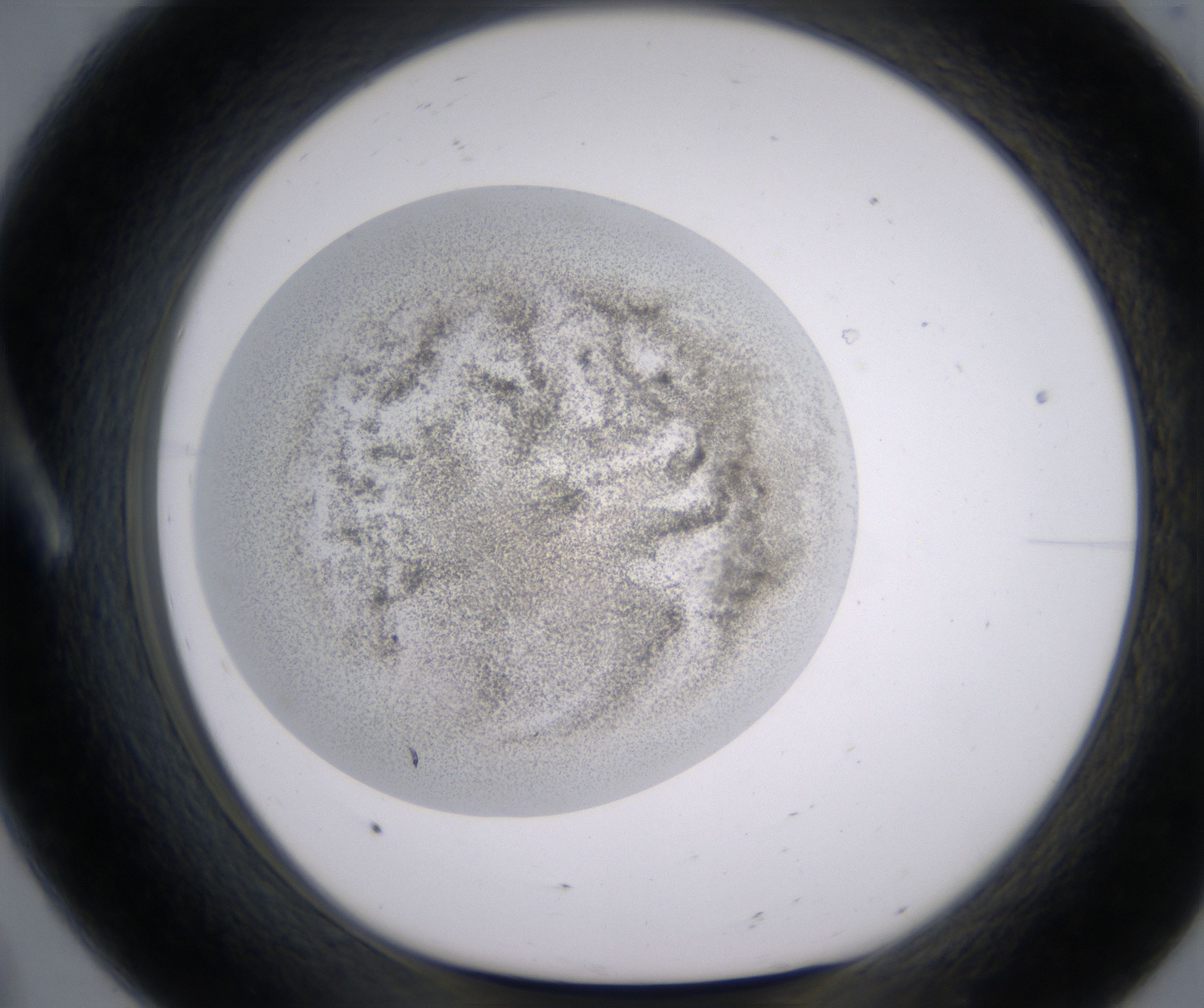 A8_HighResolution_Precipitate_1.jpg