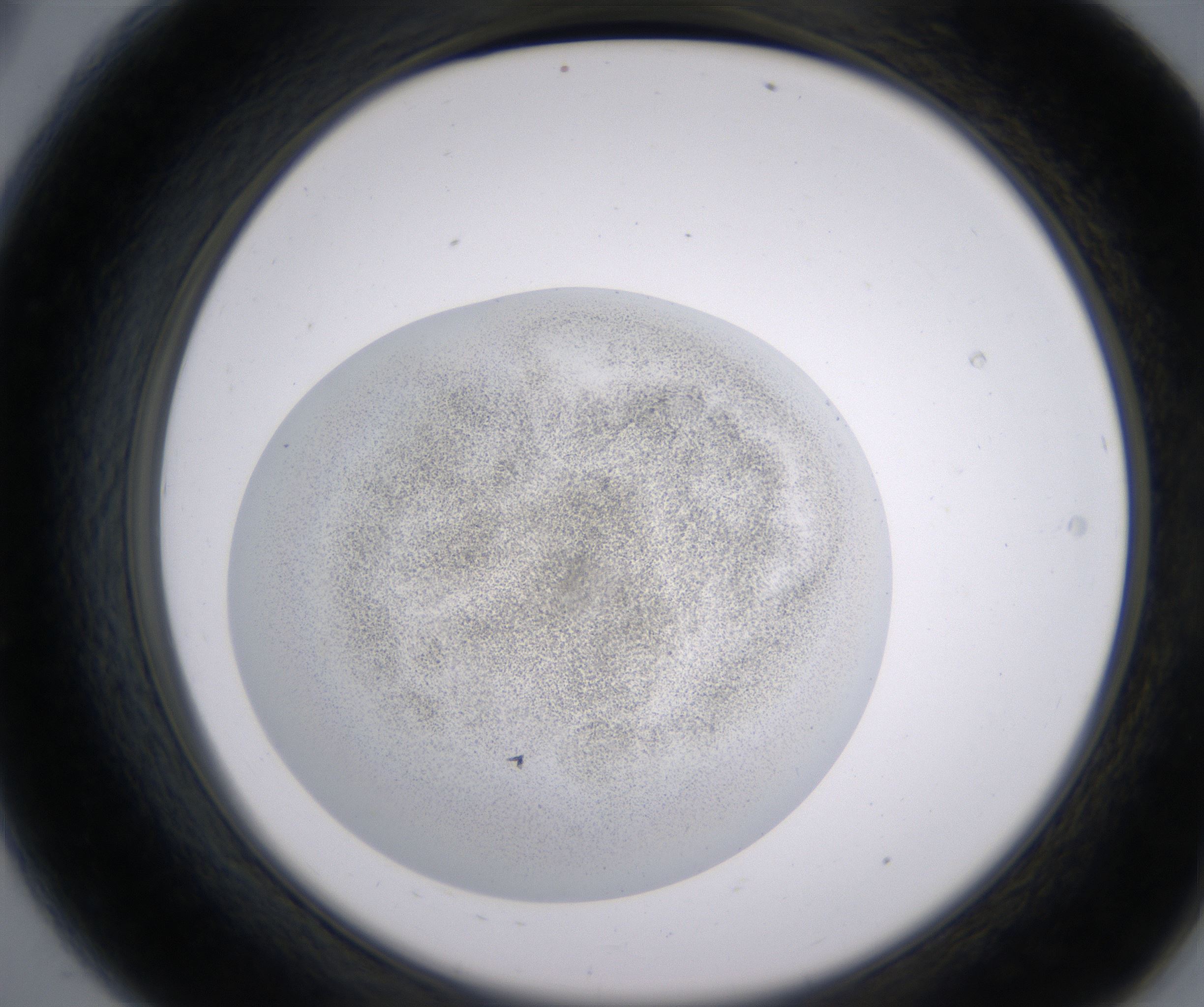 A8_HighResolution_Precipitate_2.jpg