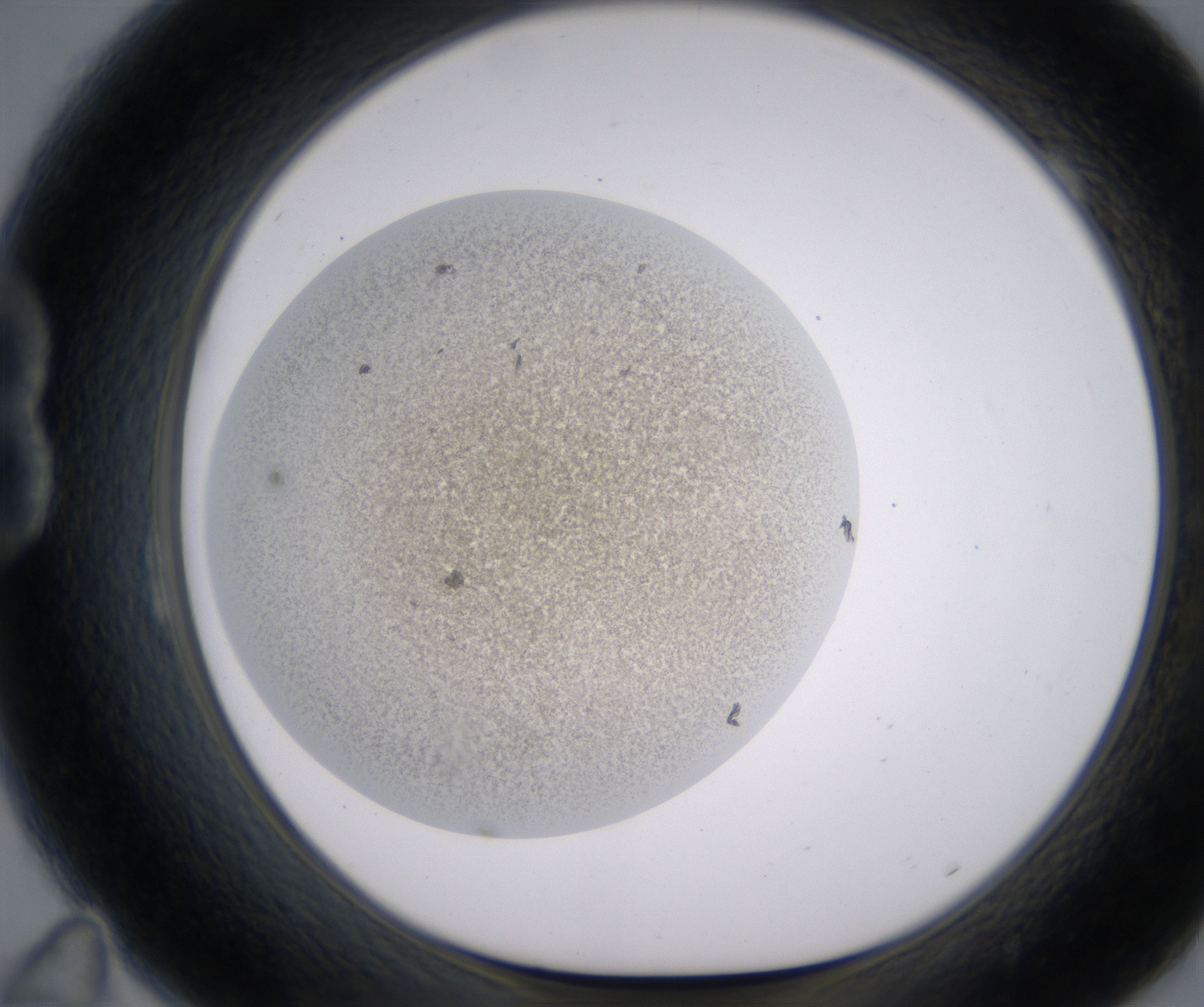 B11_HighResolution_Precipitate_1.jpg