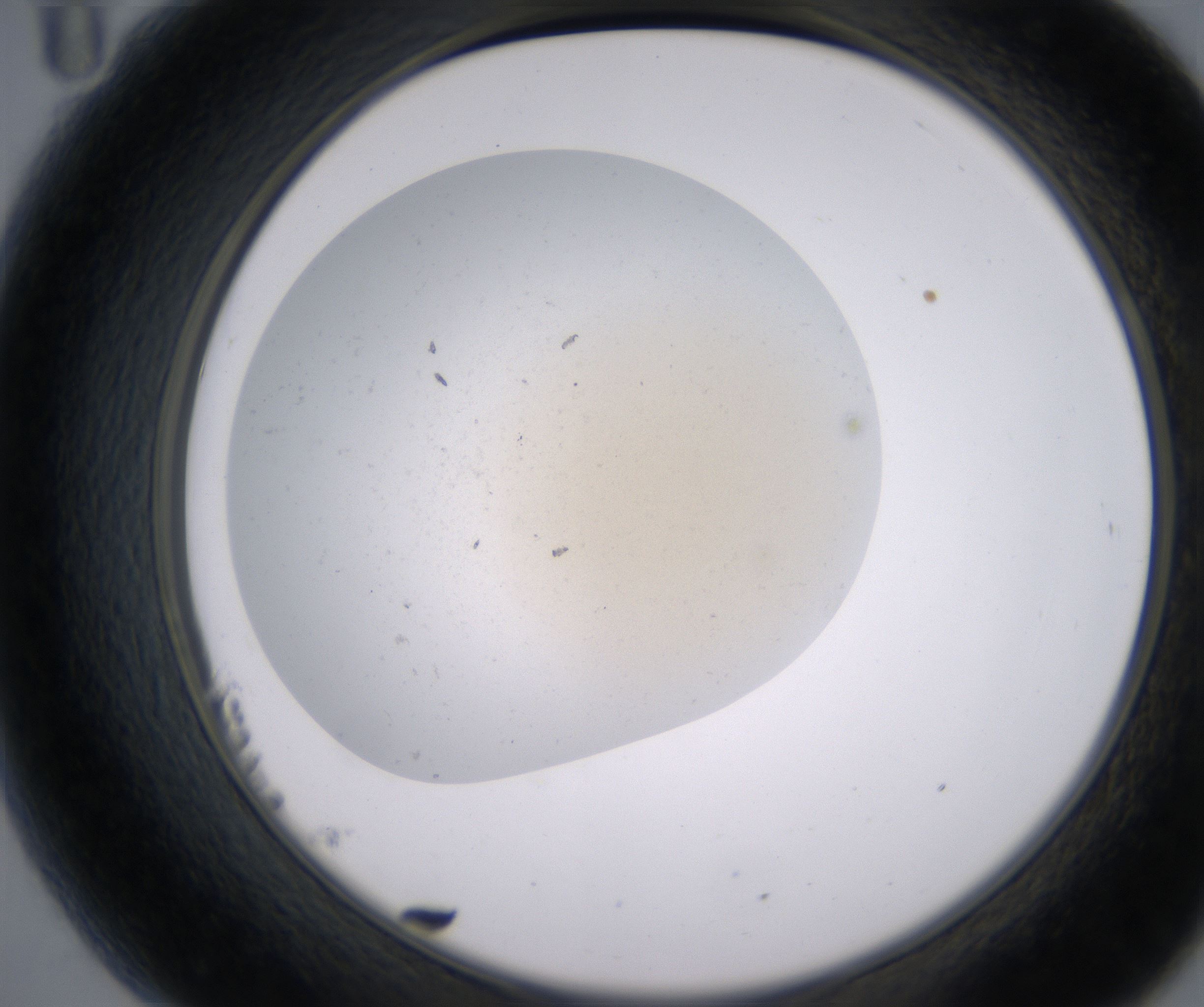 B11_HighResolution_Precipitate_2.jpg