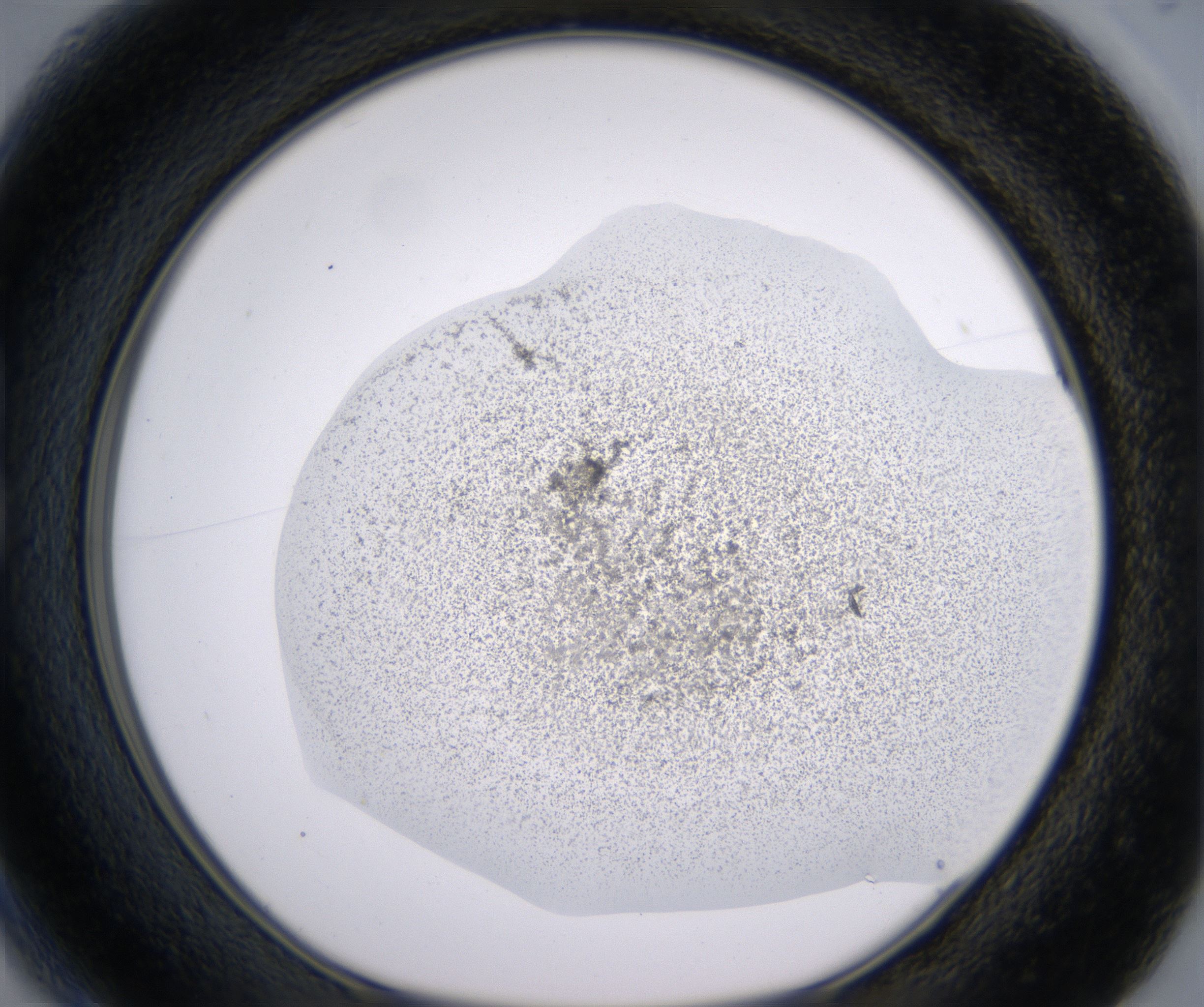B1_HighResolution_Precipitate_1.jpg