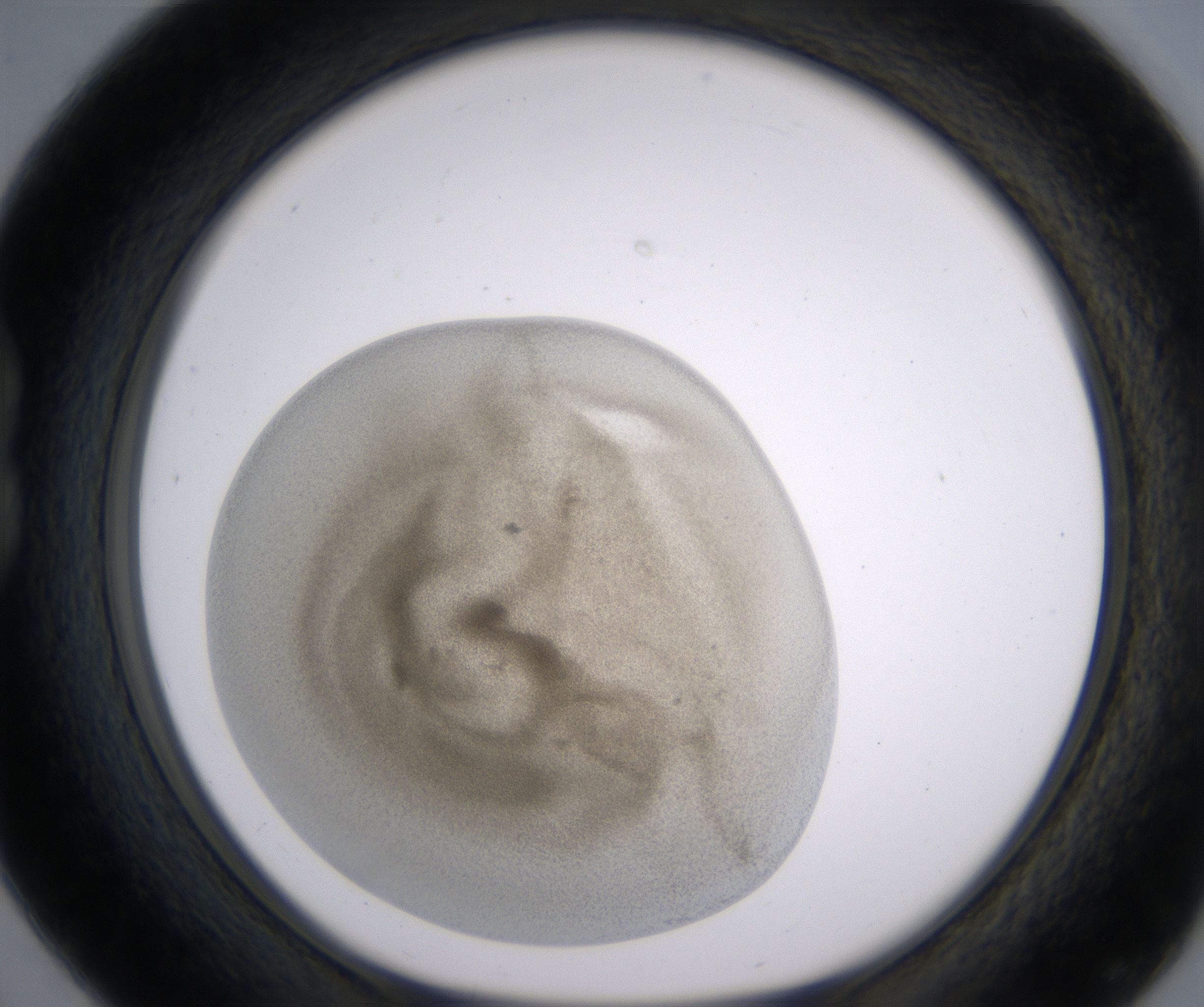 B4_HighResolution_Precipitate_1.jpg