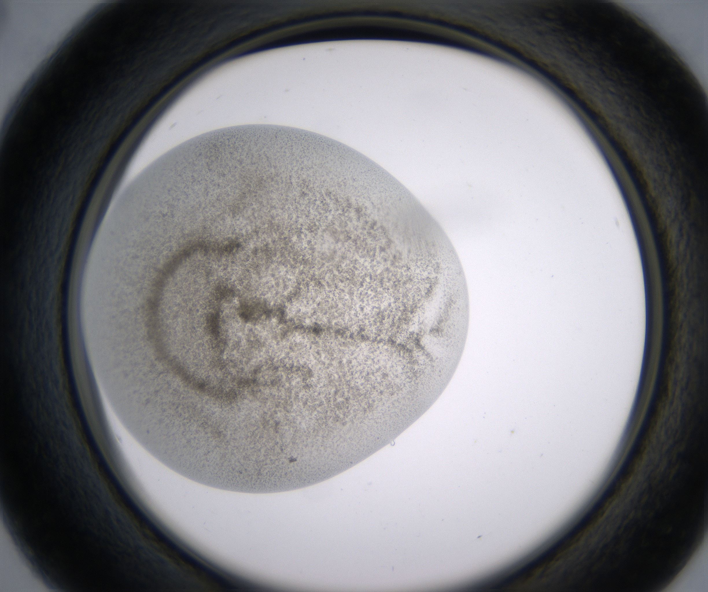 B4_HighResolution_Precipitate_2.jpg