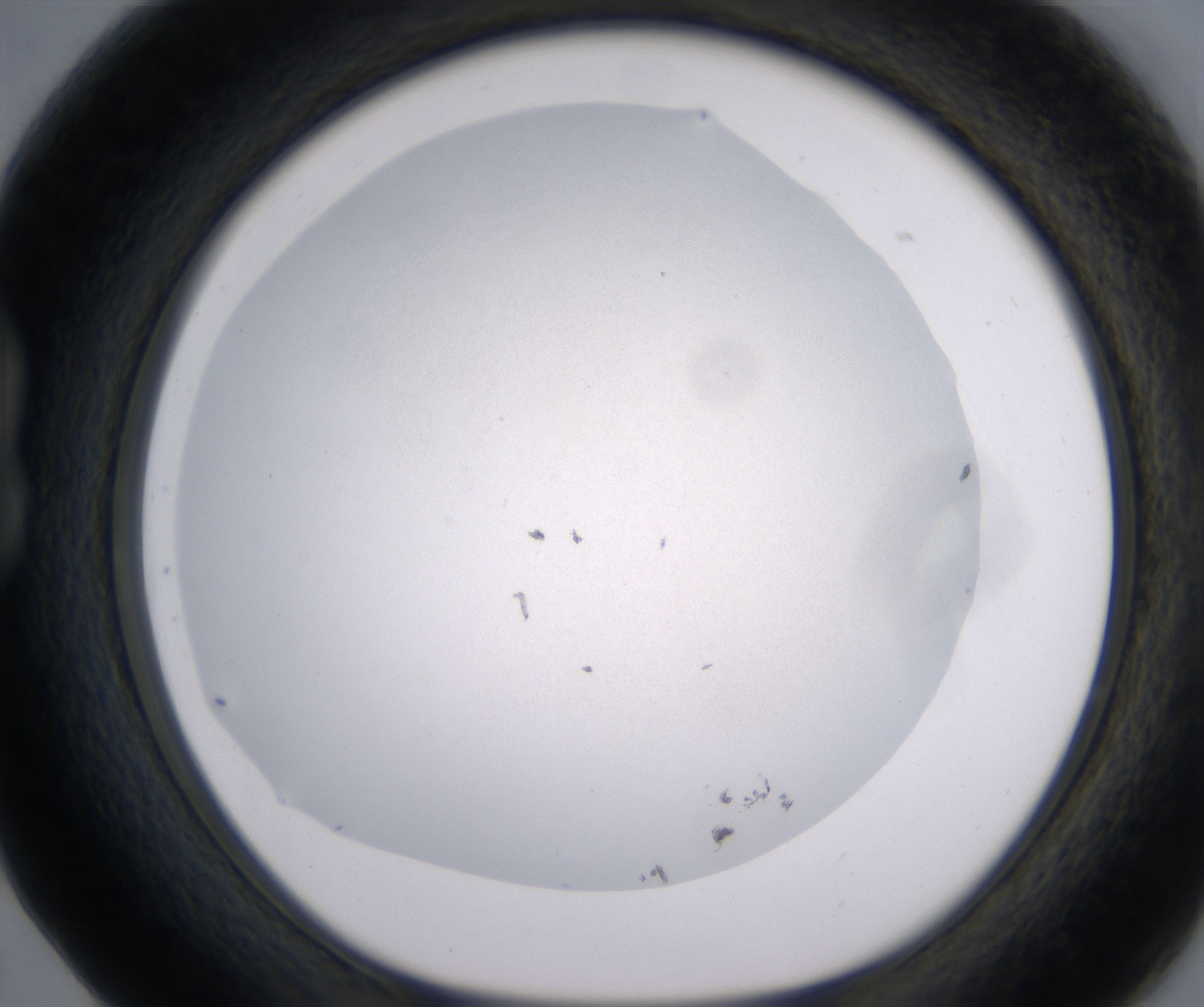 B5_HighResolution_Precipitate_1.jpg