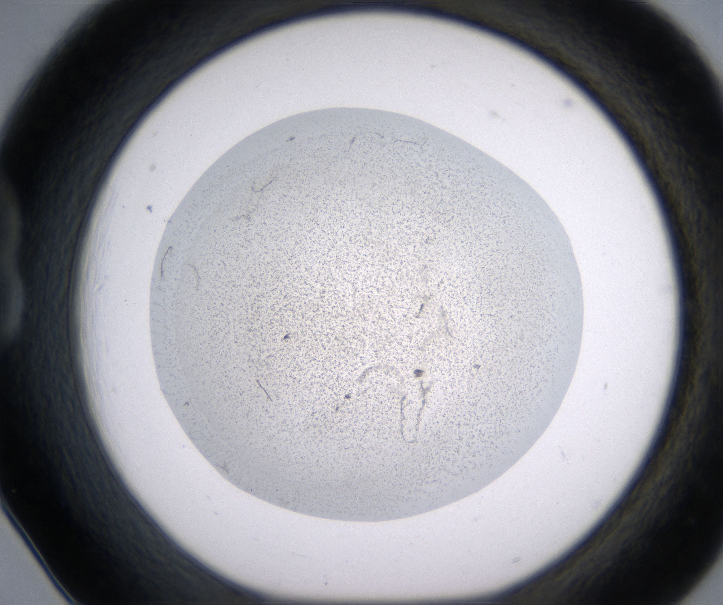 B6_HighResolution_Precipitate_1.jpg