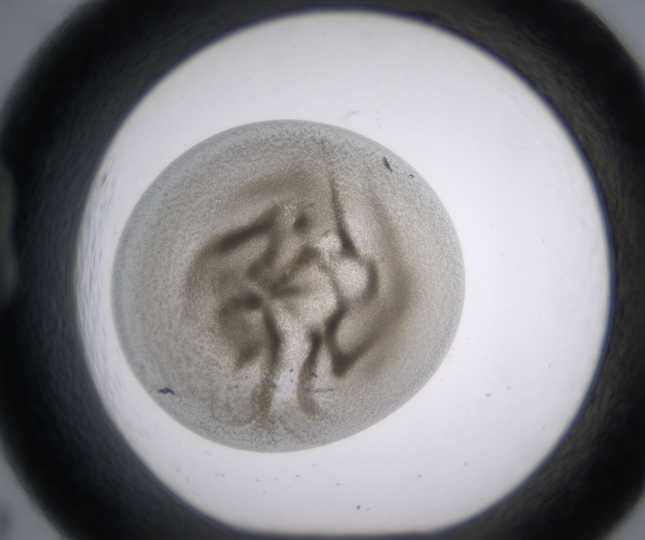 B7_HighResolution_Precipitate_1.jpg
