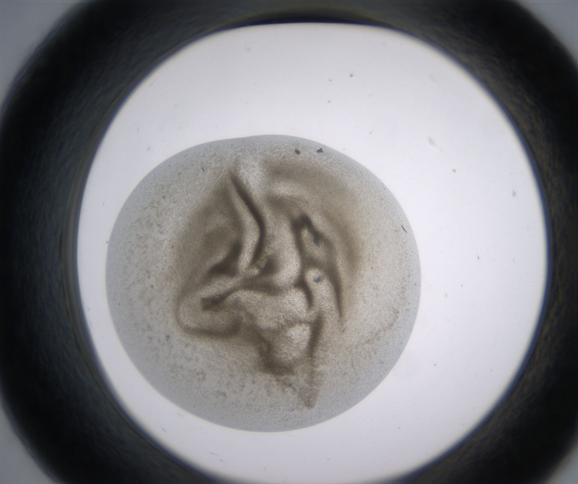 B7_HighResolution_Precipitate_2.jpg