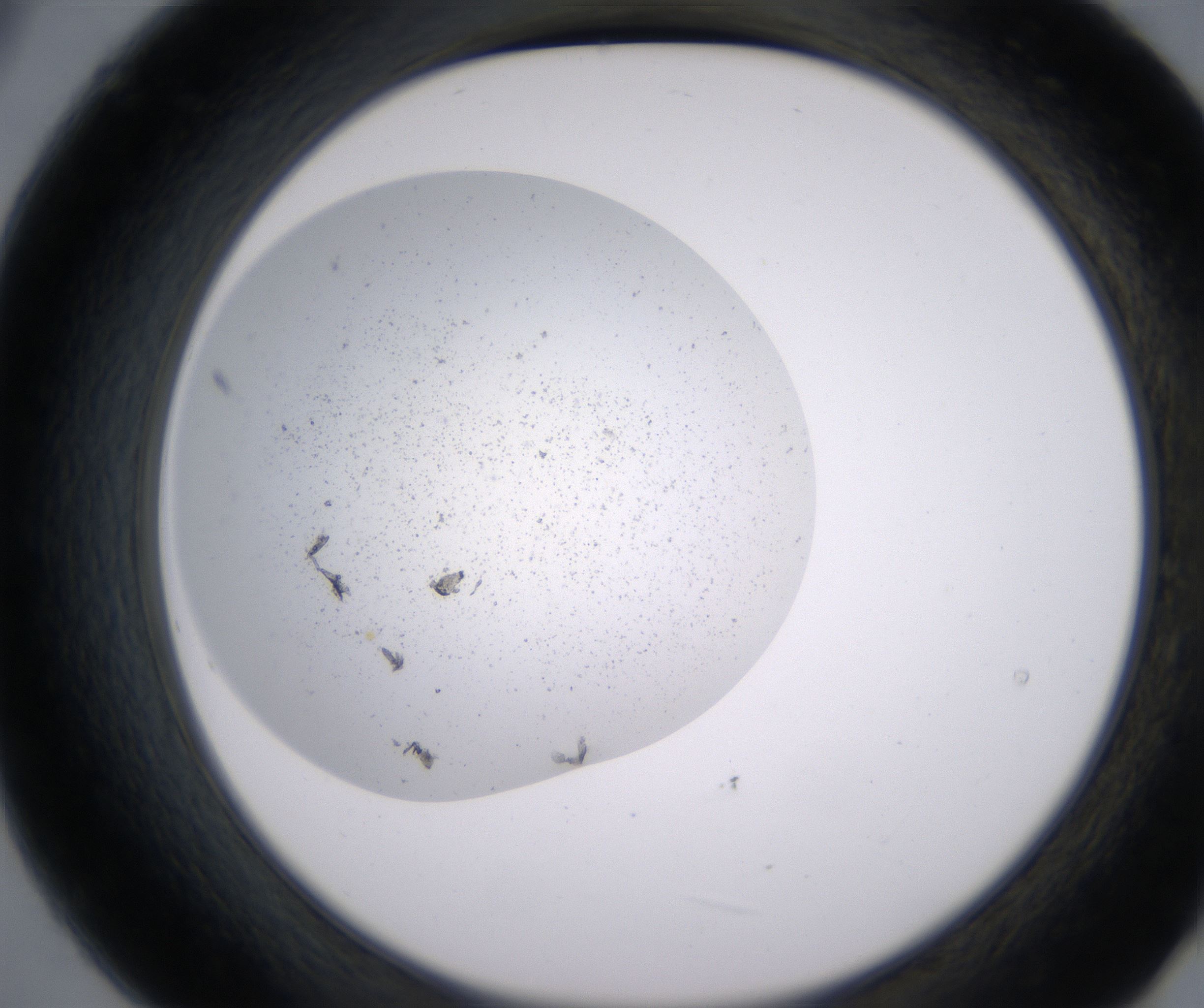 B9_HighResolution_Precipitate_2.jpg