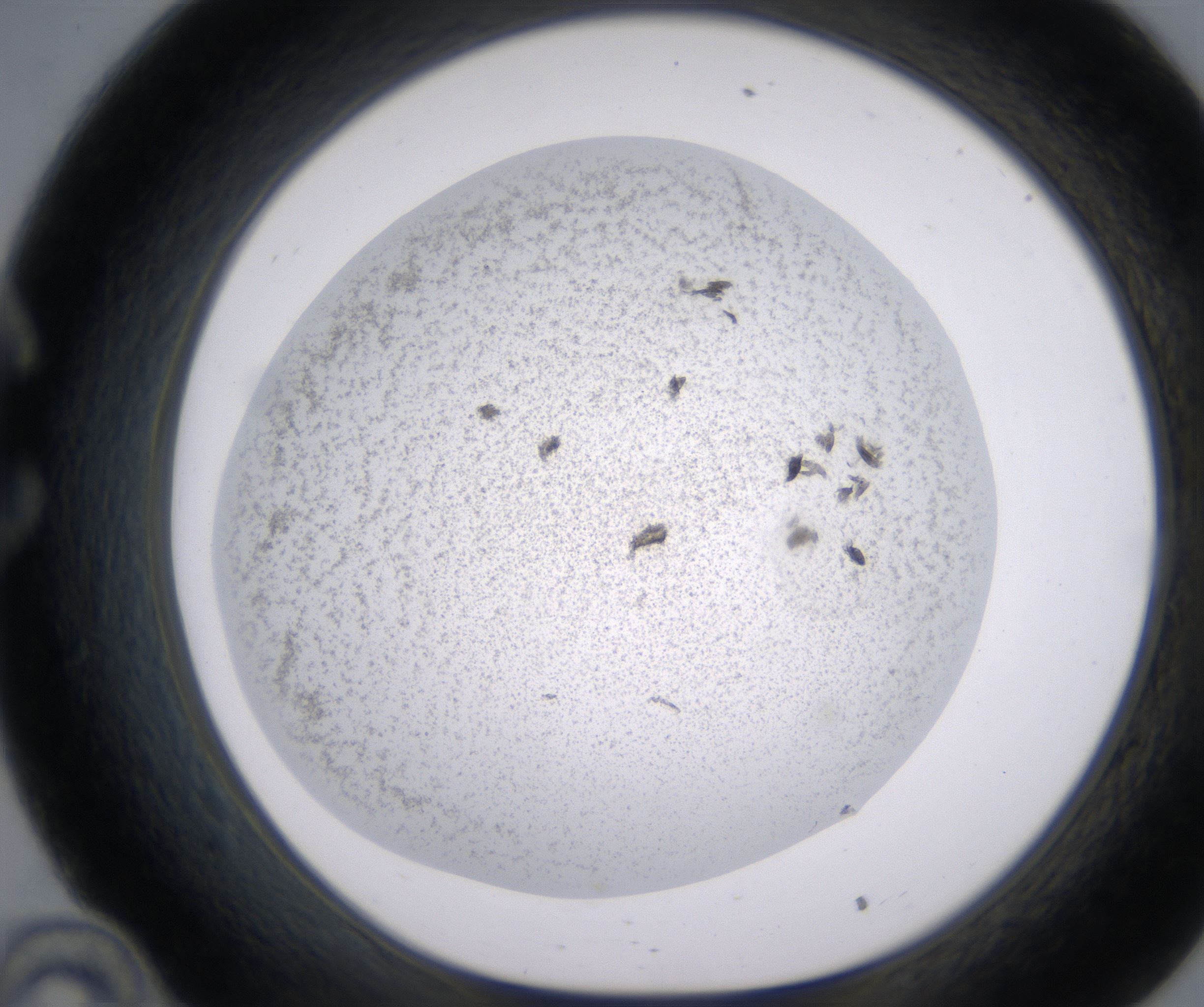 C10_HighResolution_Precipitate_1.jpg