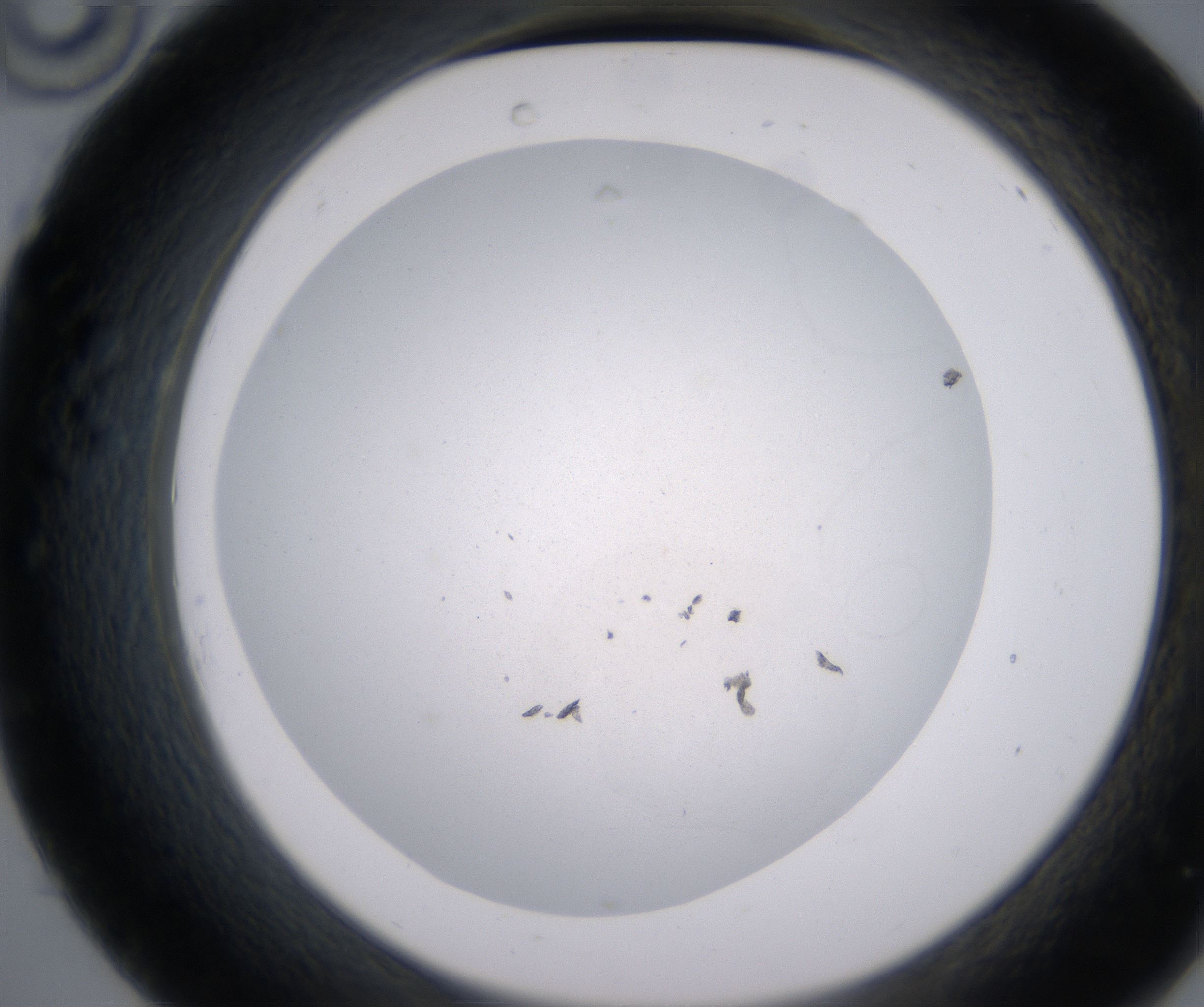 C10_HighResolution_Precipitate_2.jpg