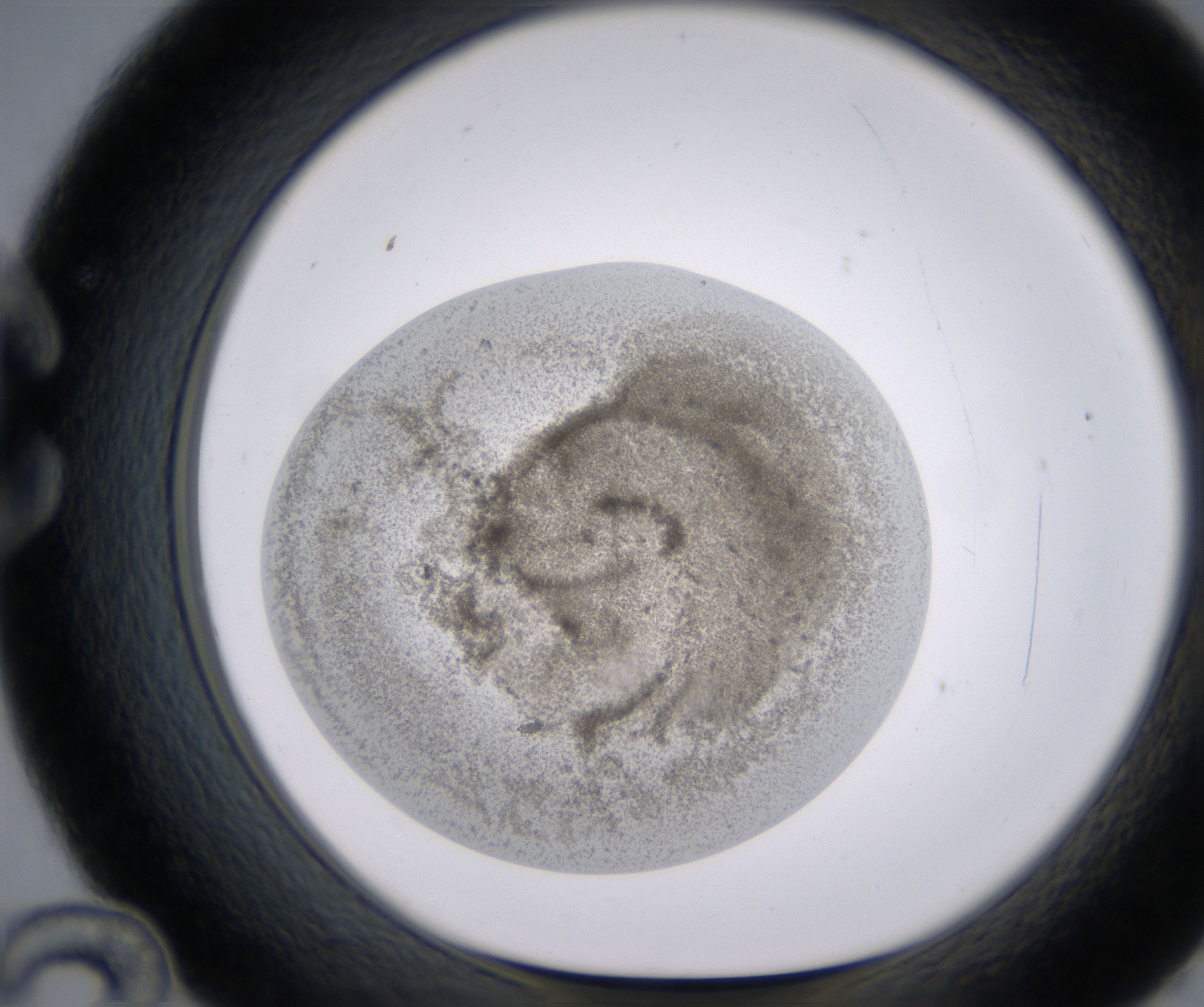 C12_HighResolution_Precipitate_1.jpg