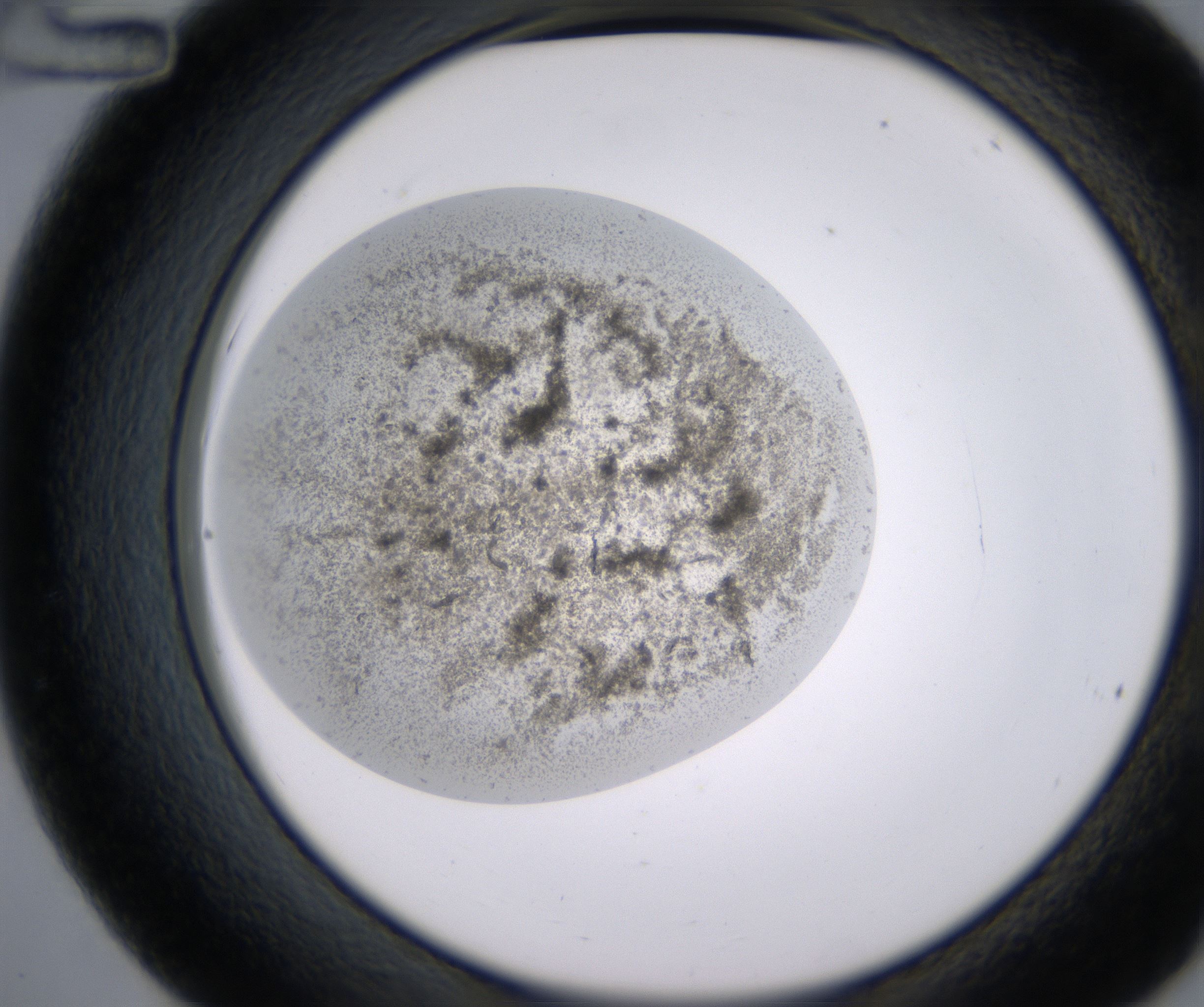 C12_HighResolution_Precipitate_2.jpg