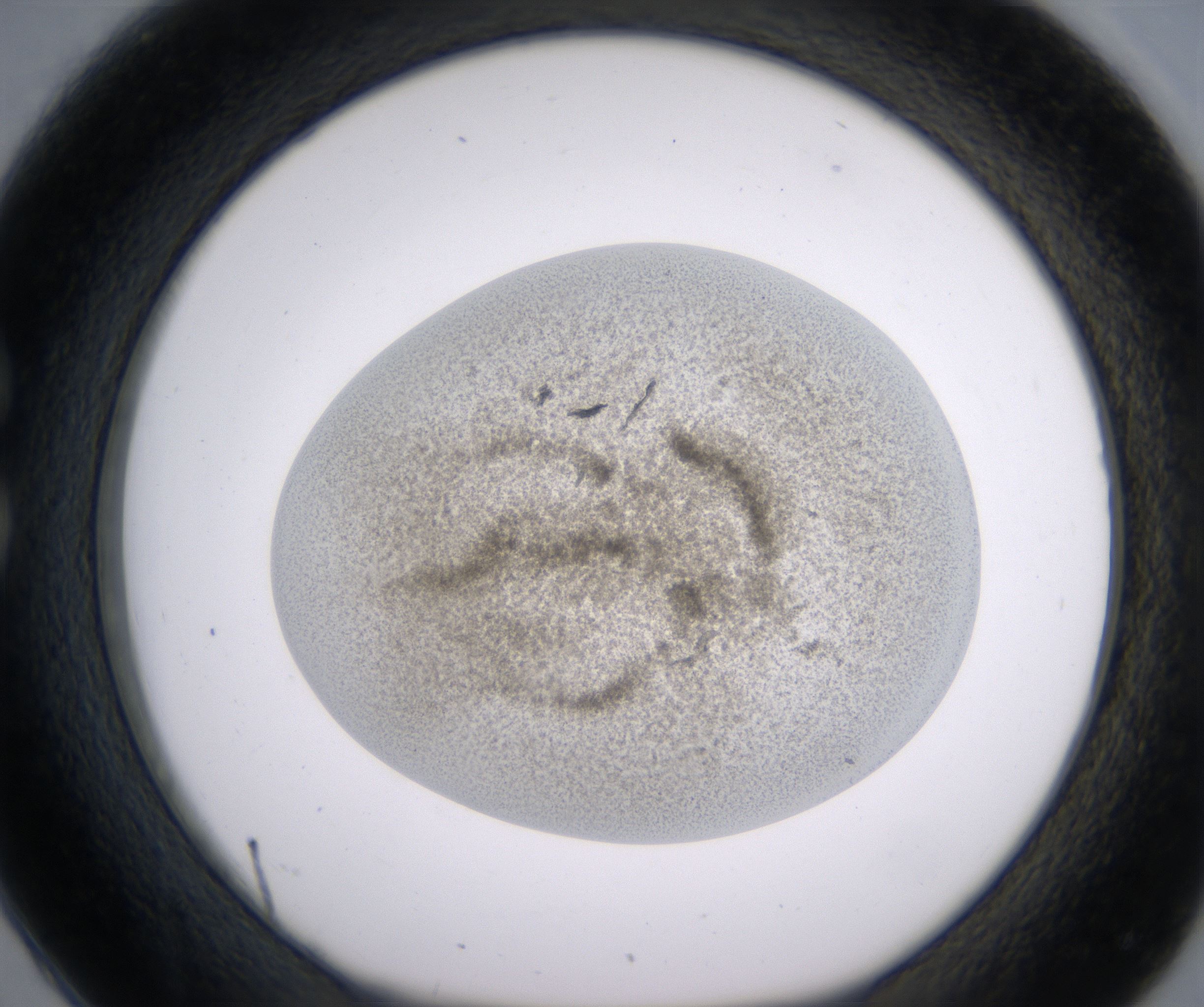 C2_HighResolution_Precipitate_1.jpg