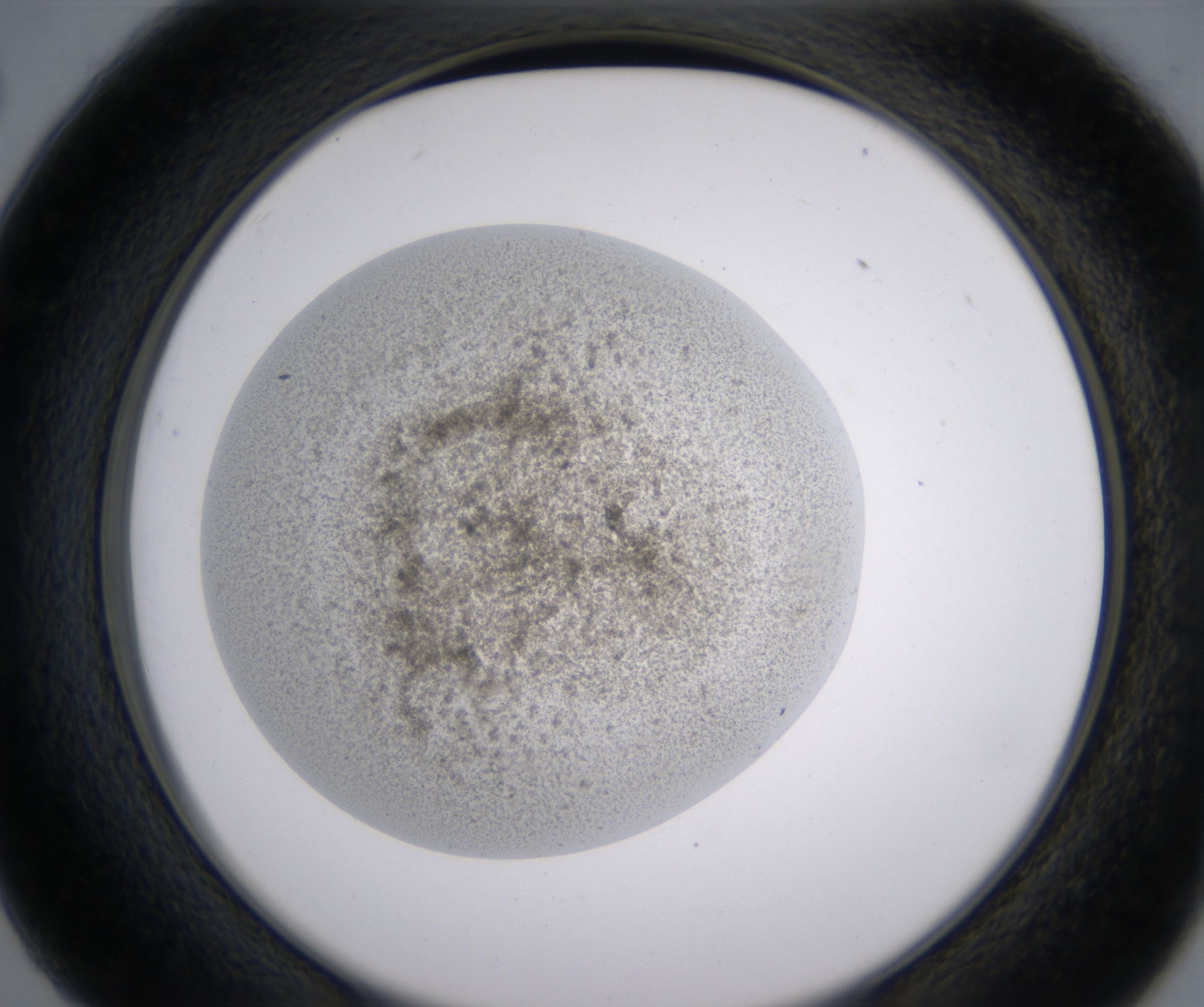 C2_HighResolution_Precipitate_2.jpg
