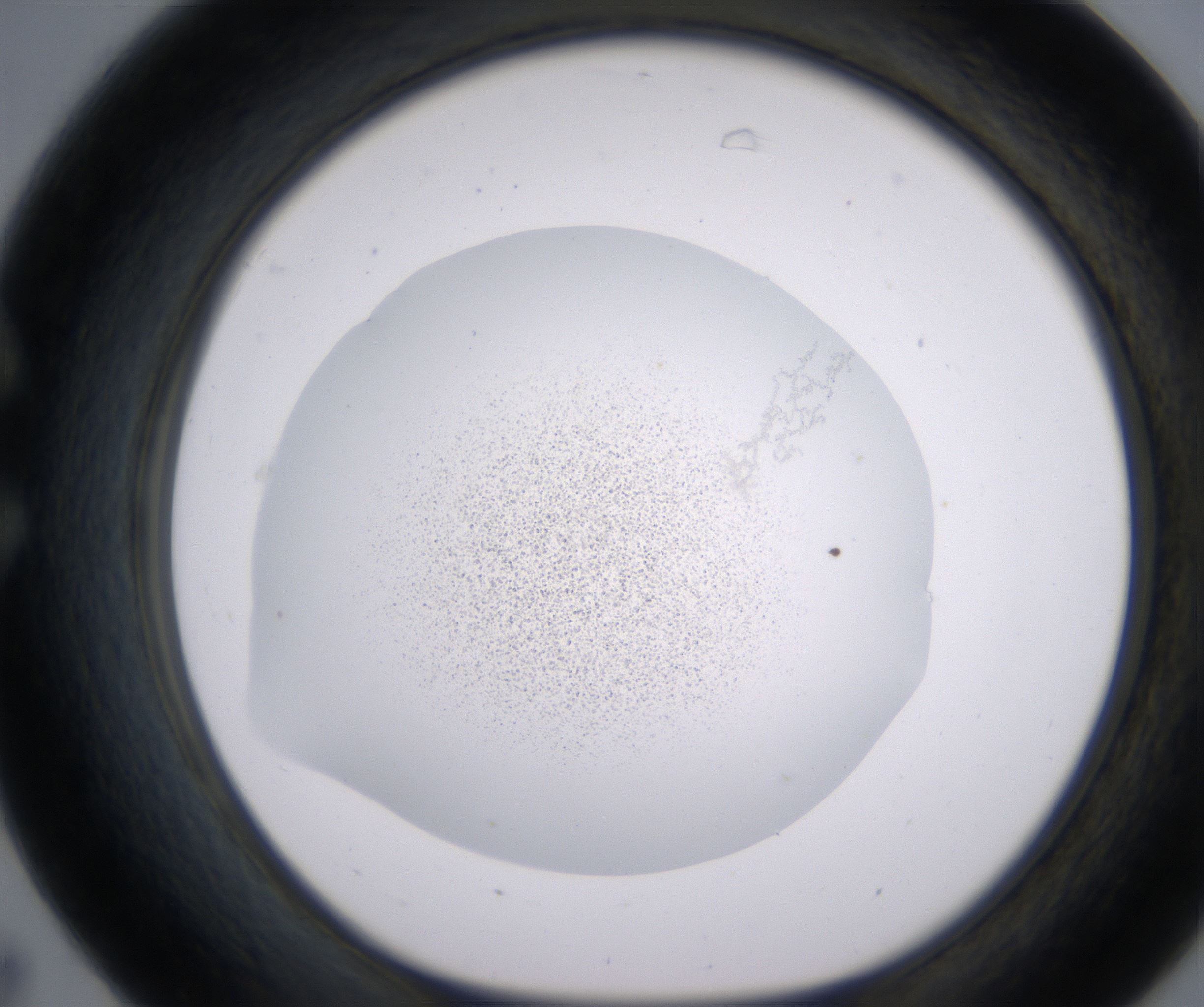 C7_HighResolution_Precipitate_1.jpg