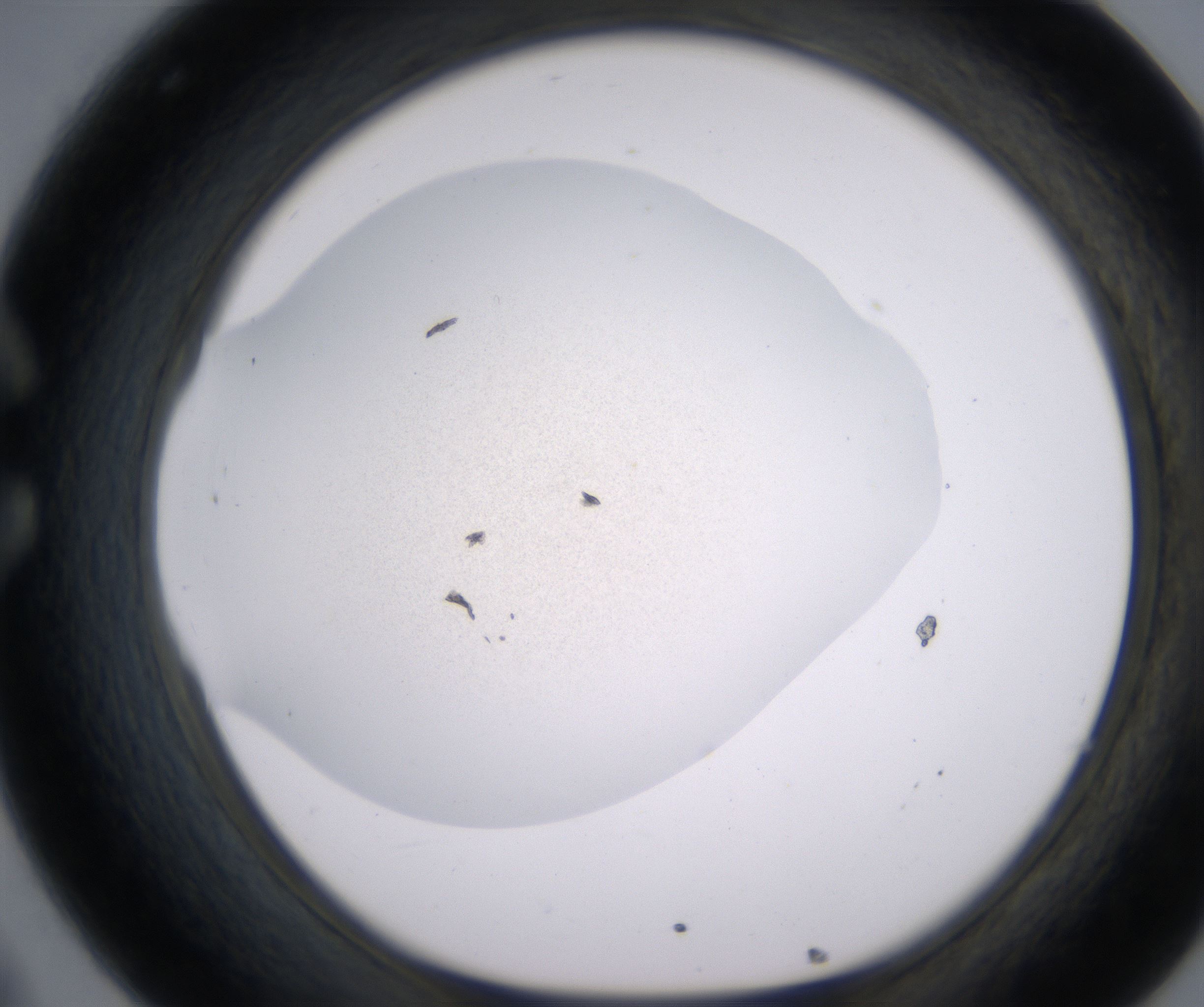 C8_HighResolution_Precipitate_1.jpg