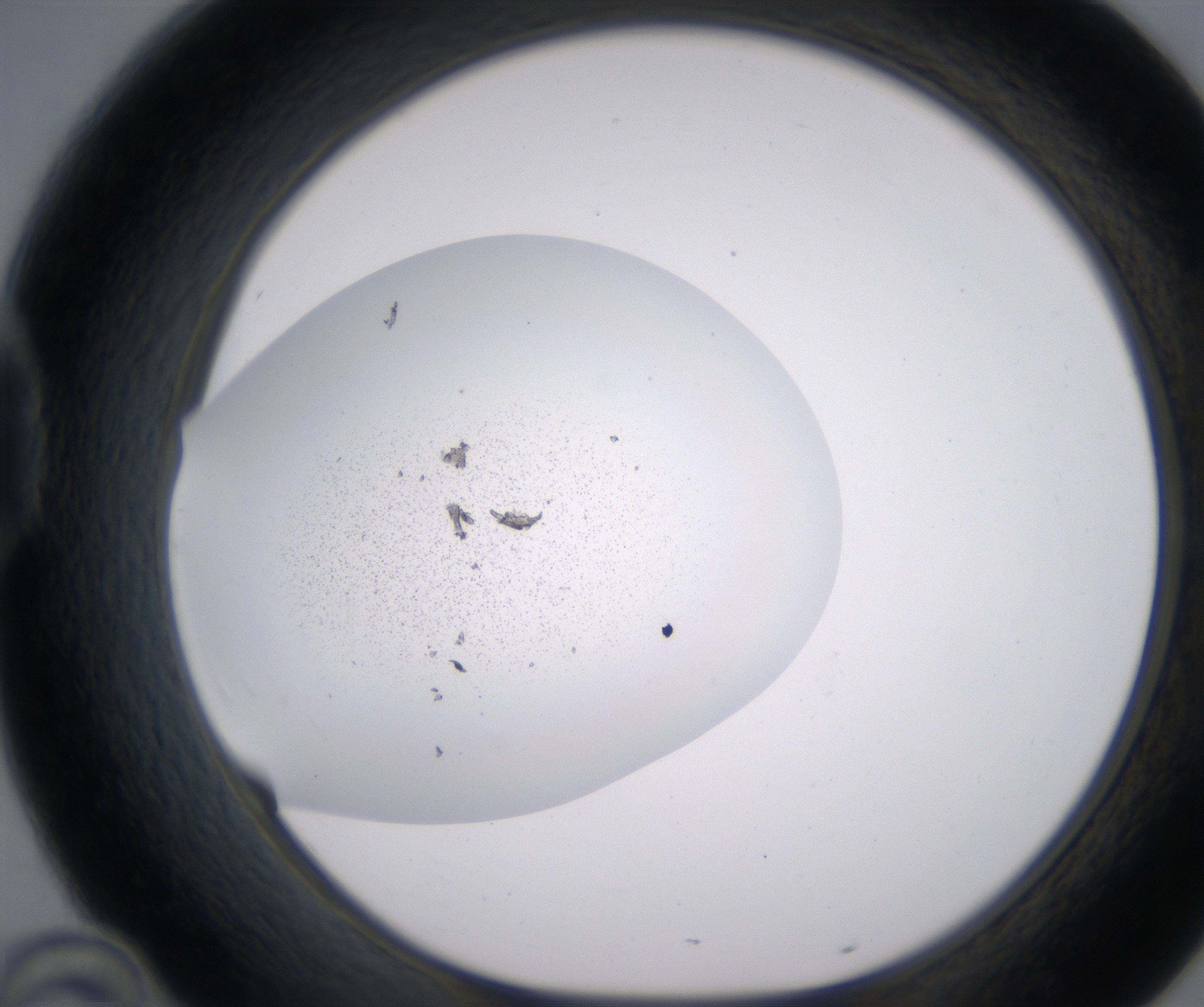 D10_HighResolution_Precipitate_1.jpg
