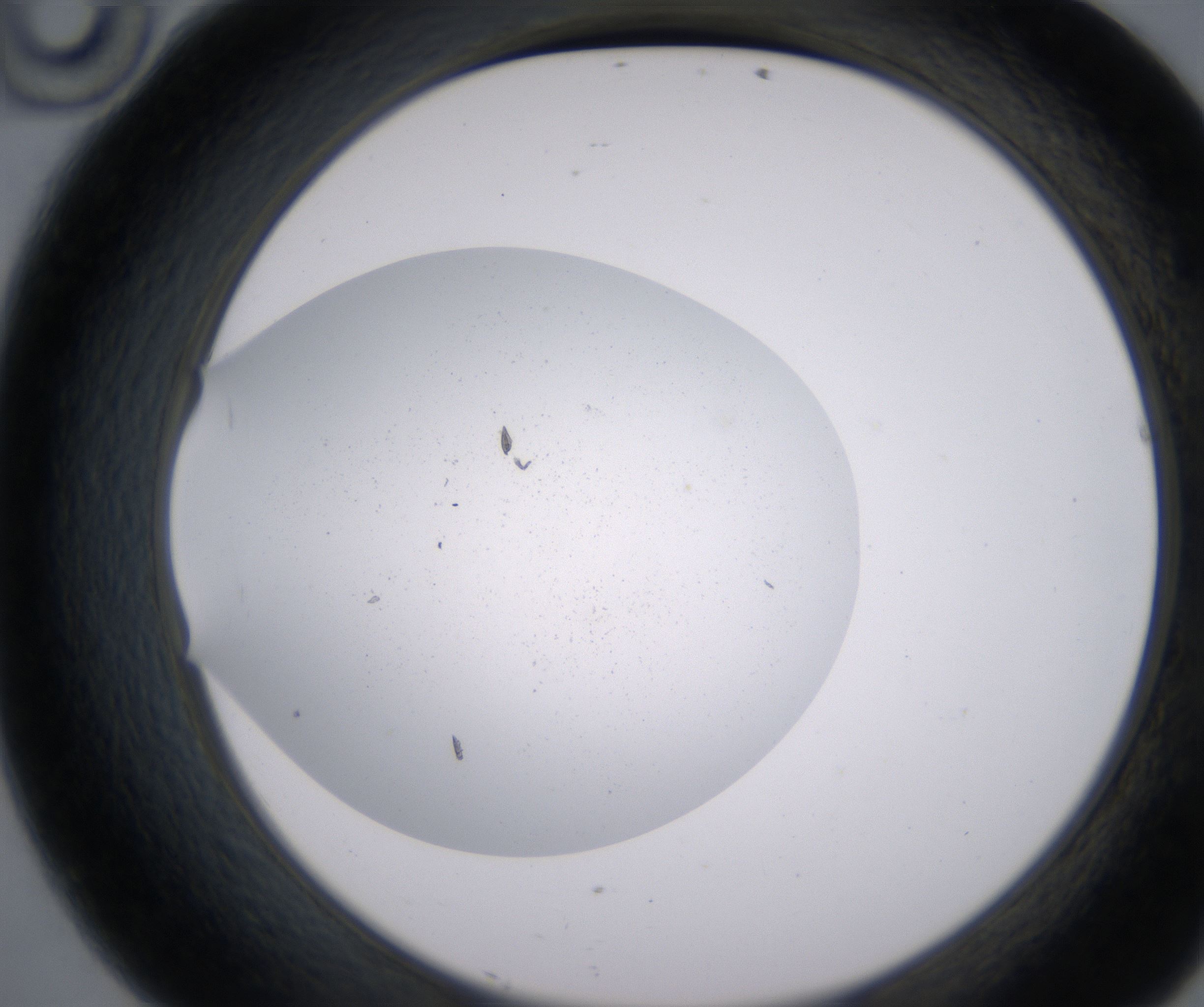 D10_HighResolution_Precipitate_2.jpg