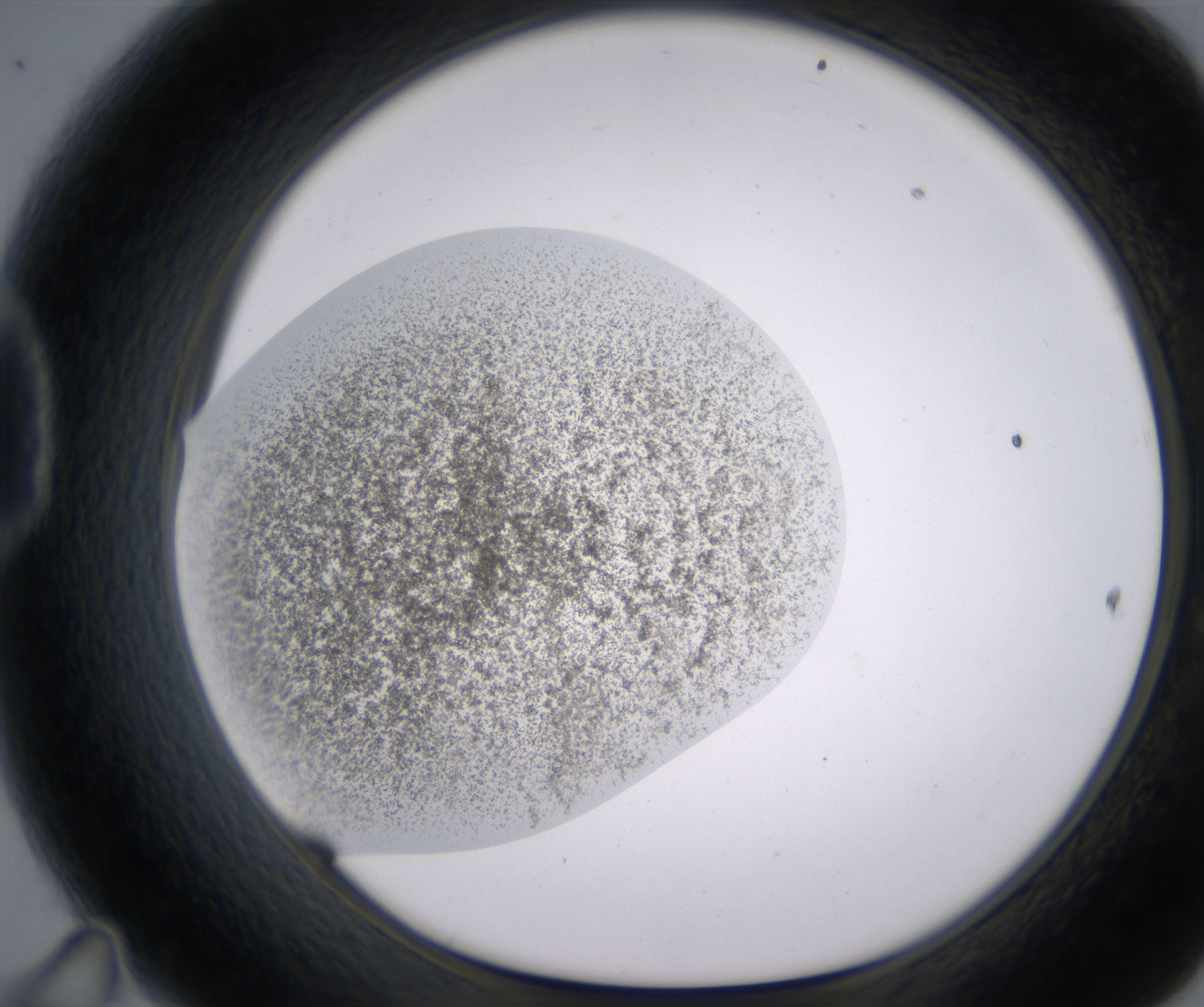 D11_HighResolution_Precipitate_1.jpg