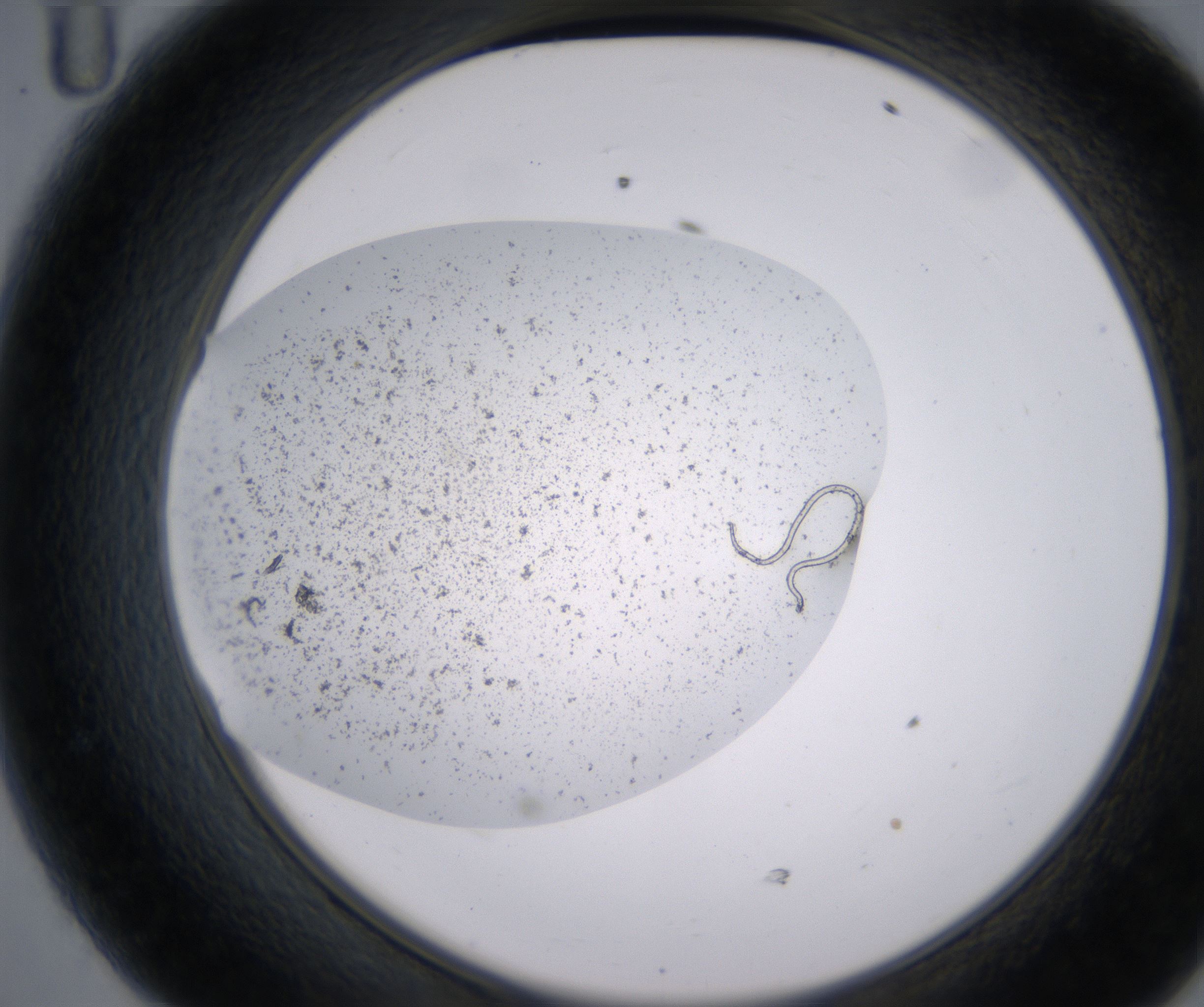 D11_HighResolution_Precipitate_2.jpg