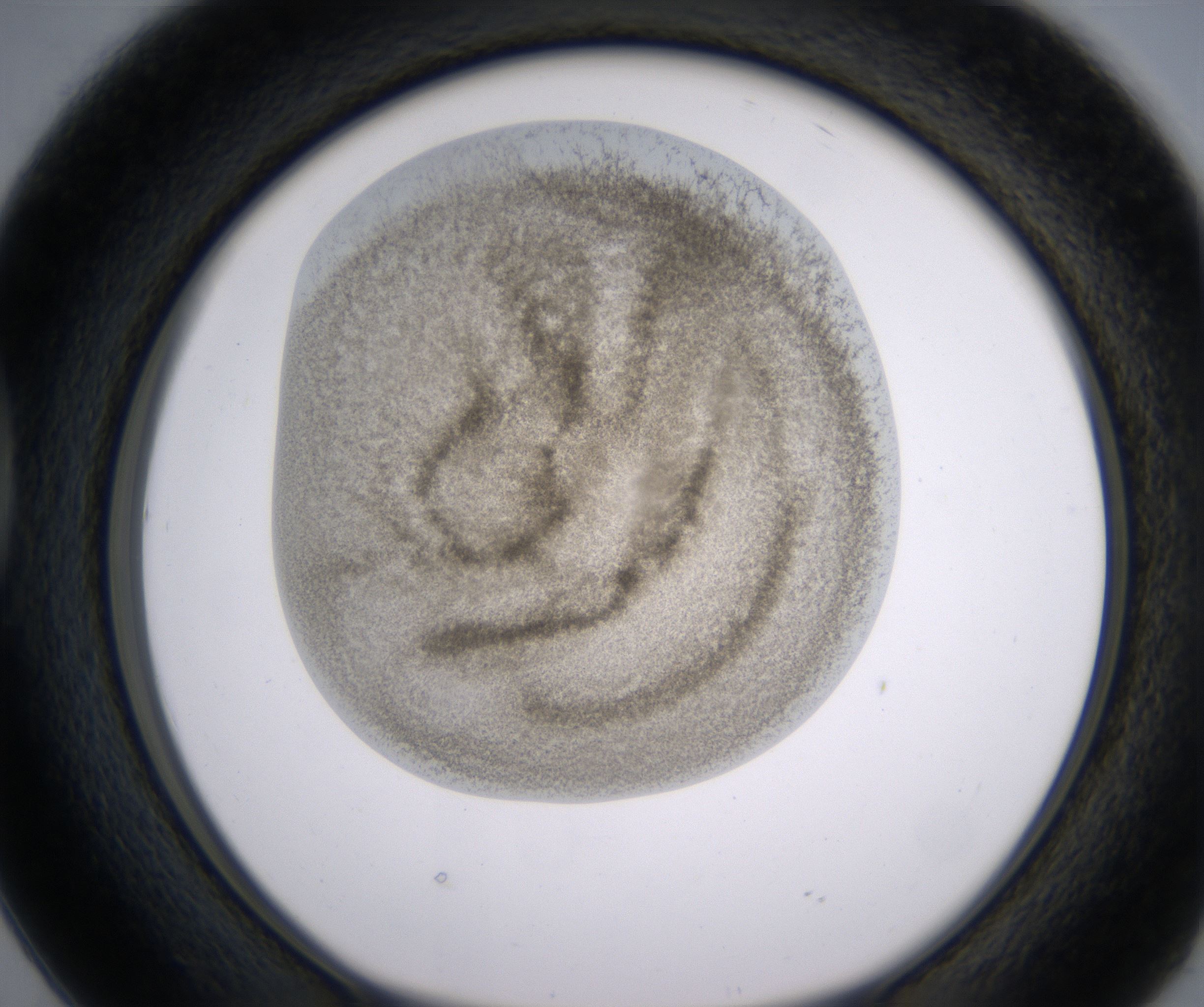 D2_HighResolution_Precipitate_1.jpg