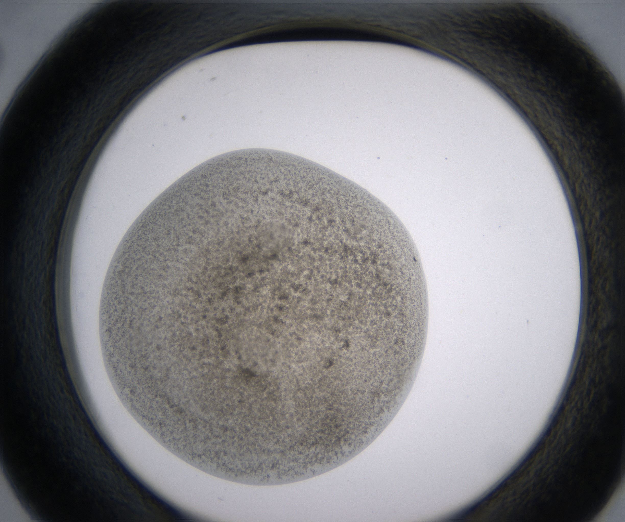 D2_HighResolution_Precipitate_2.jpg
