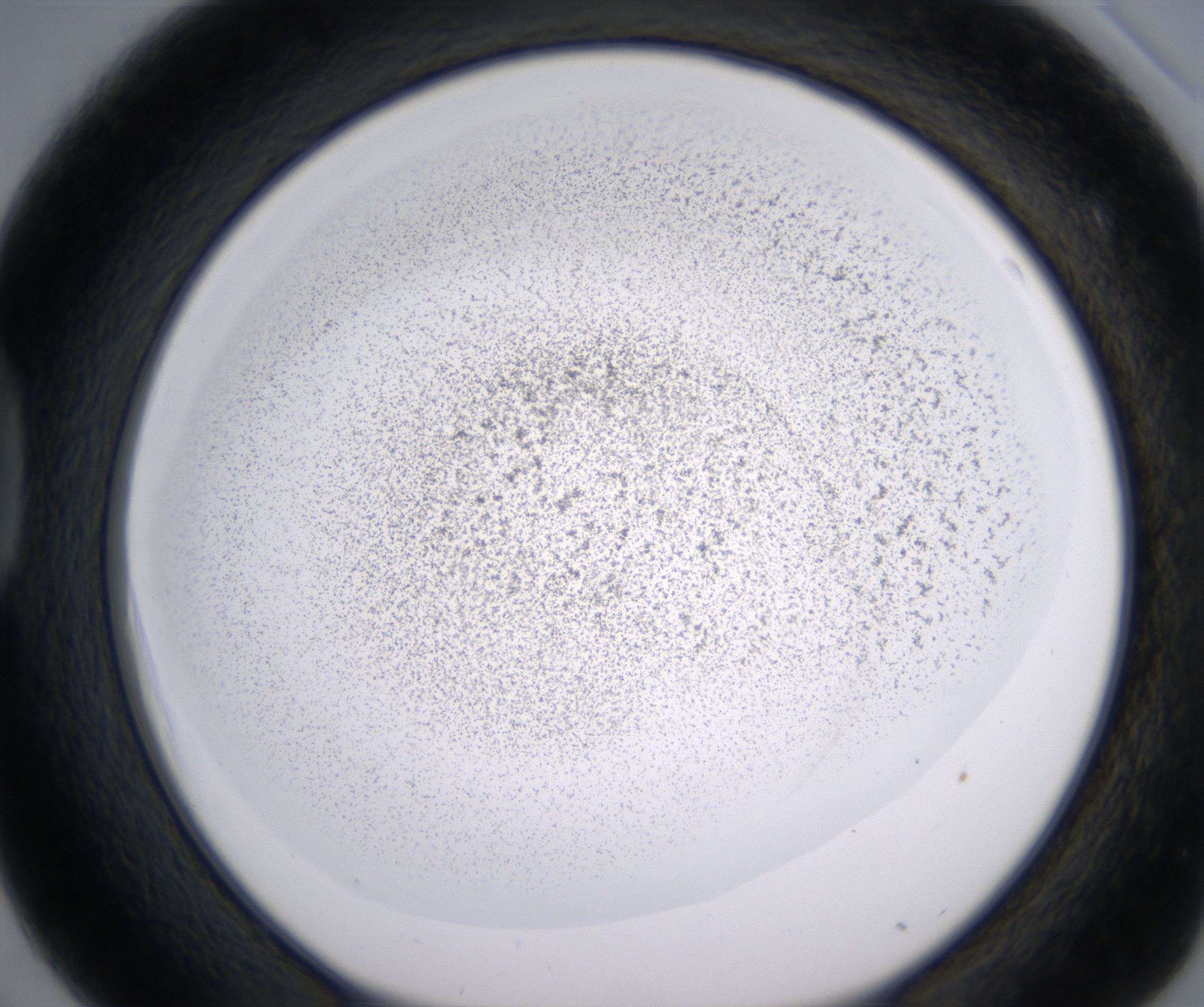 D3_HighResolution_Precipitate_1.jpg