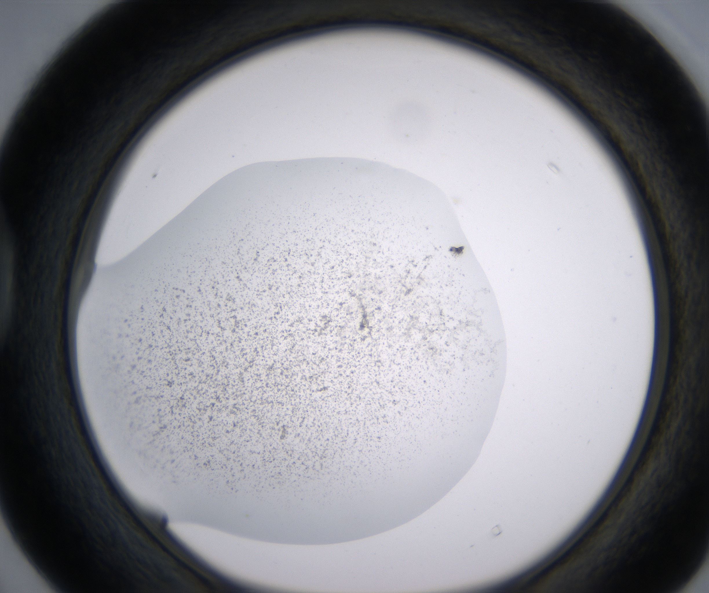D4_HighResolution_Precipitate_1.jpg