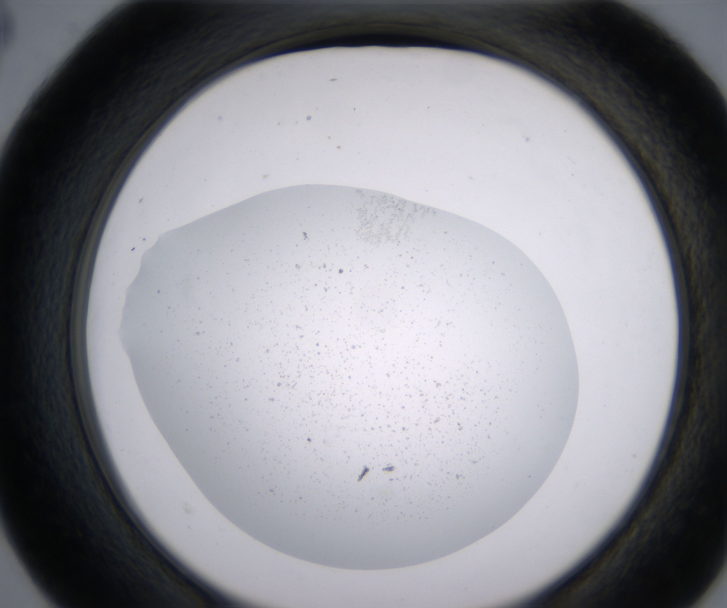 D4_HighResolution_Precipitate_2.jpg