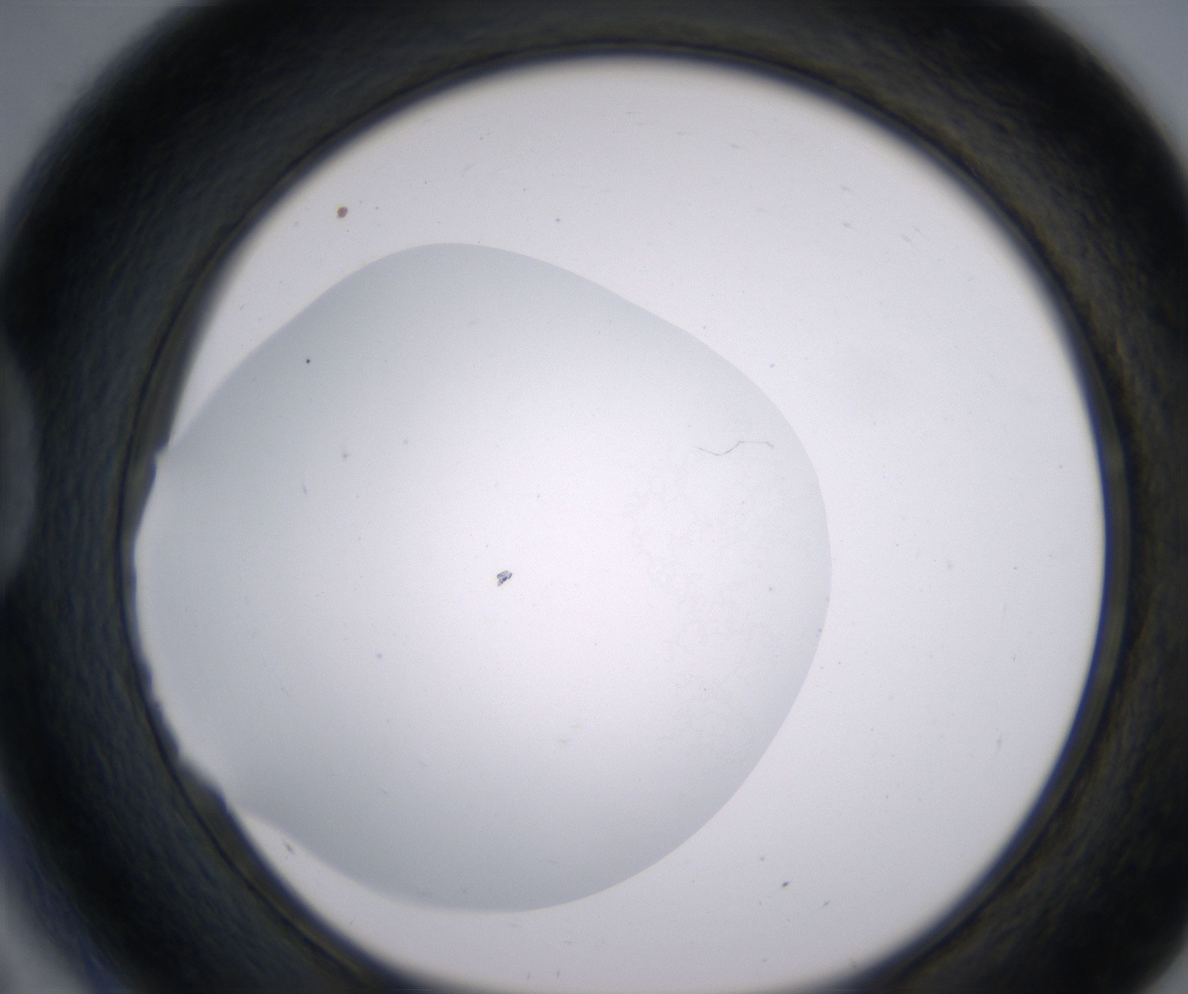 D5_HighResolution_Clear_1.jpg