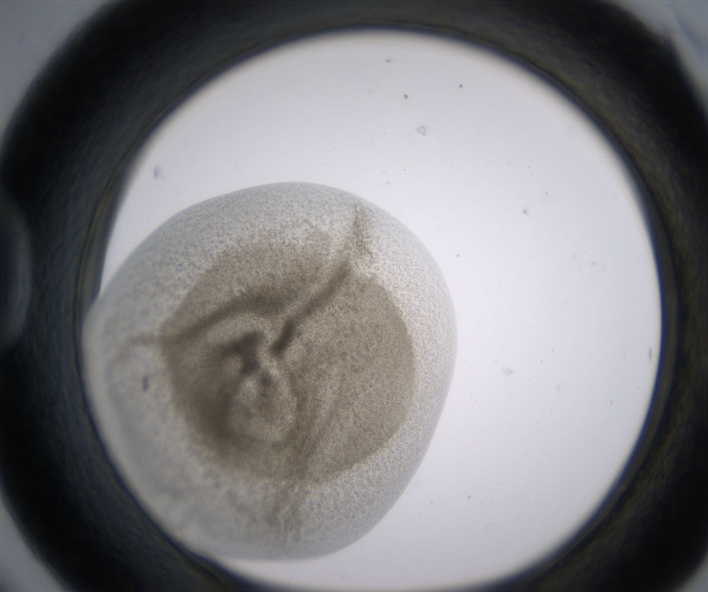 D6_HighResolution_Precipitate_1.jpg