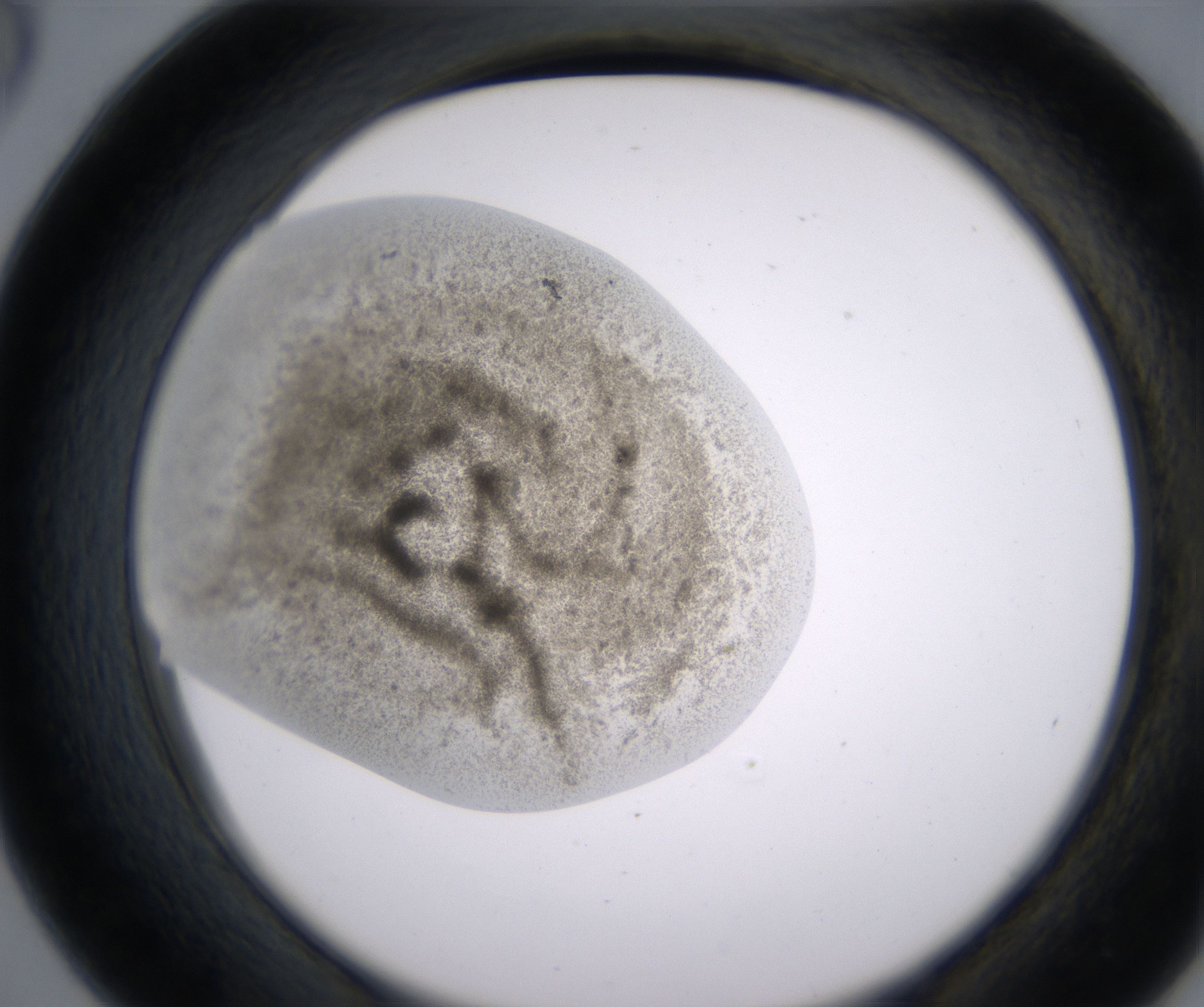 D6_HighResolution_Precipitate_2.jpg