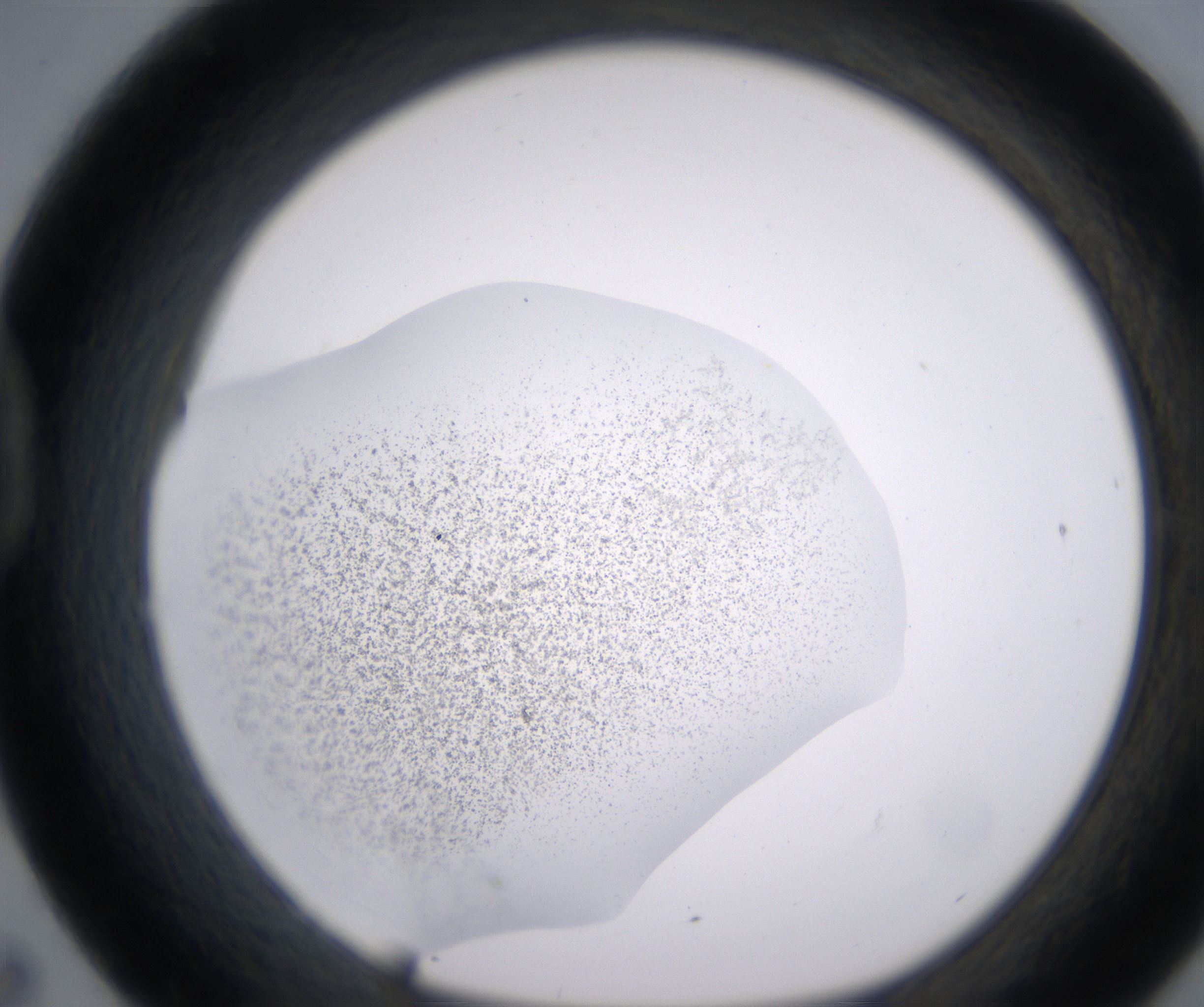 D7_HighResolution_Precipitate_1.jpg