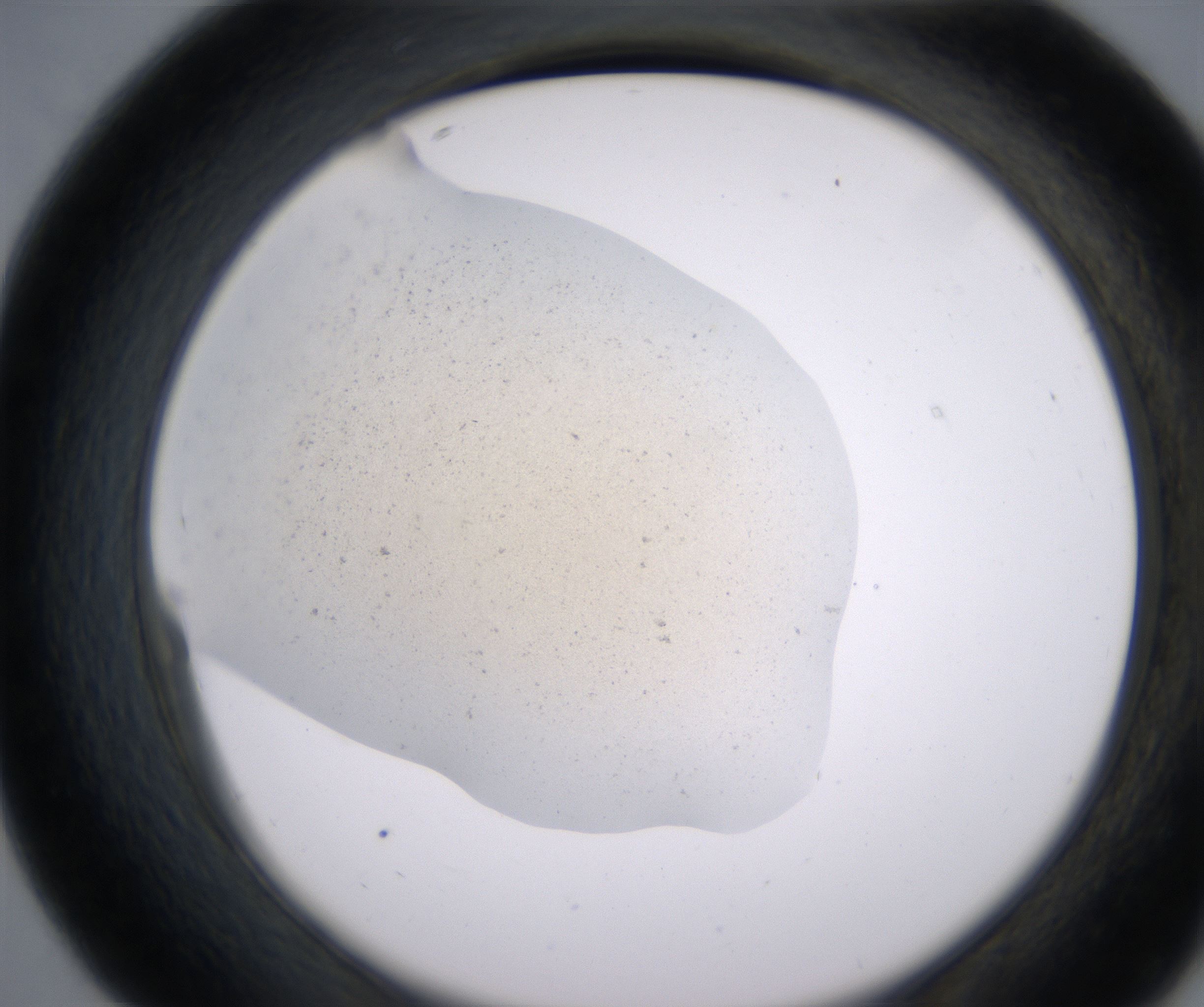 D7_HighResolution_Precipitate_2.jpg