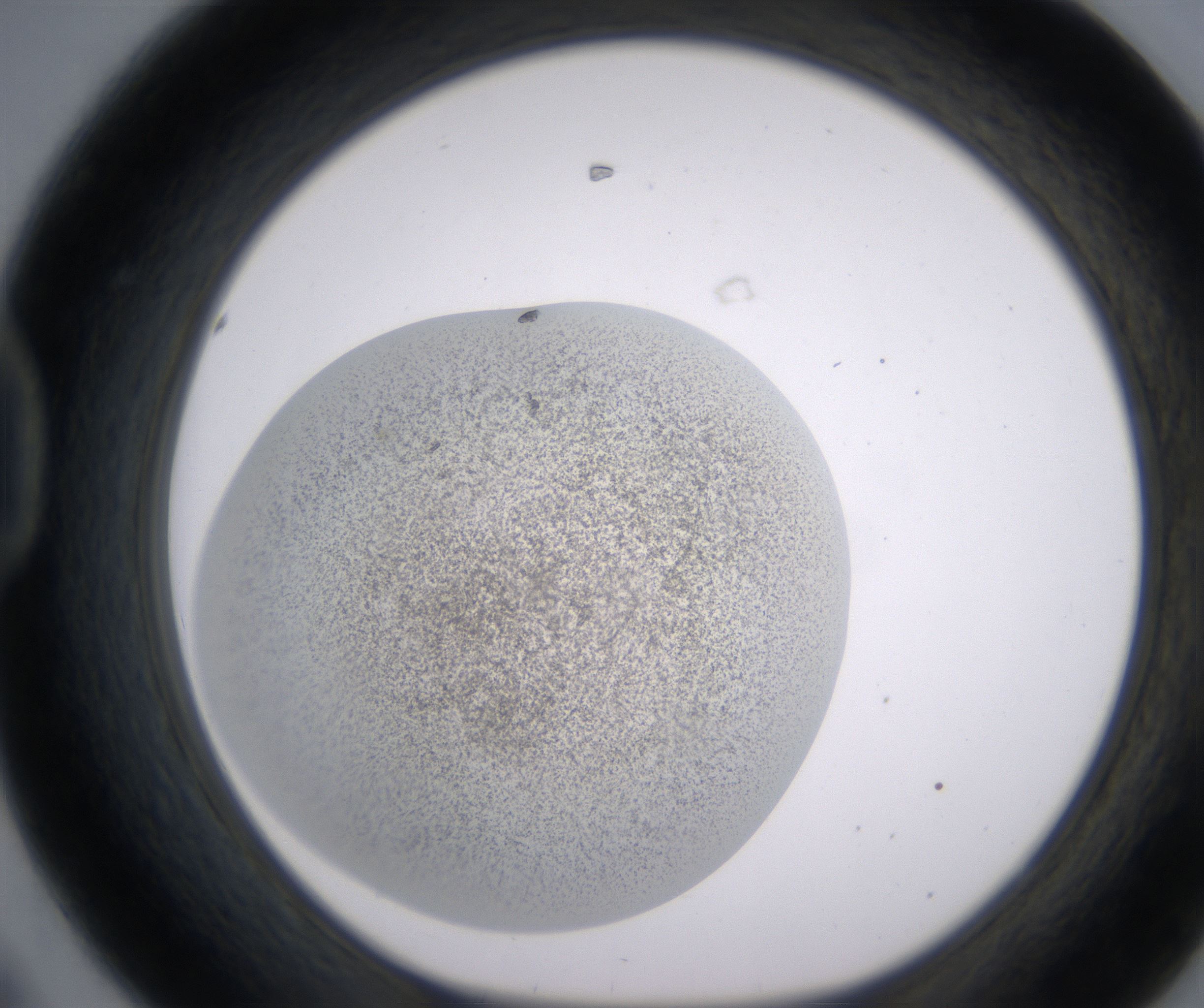 D8_HighResolution_Precipitate_1.jpg