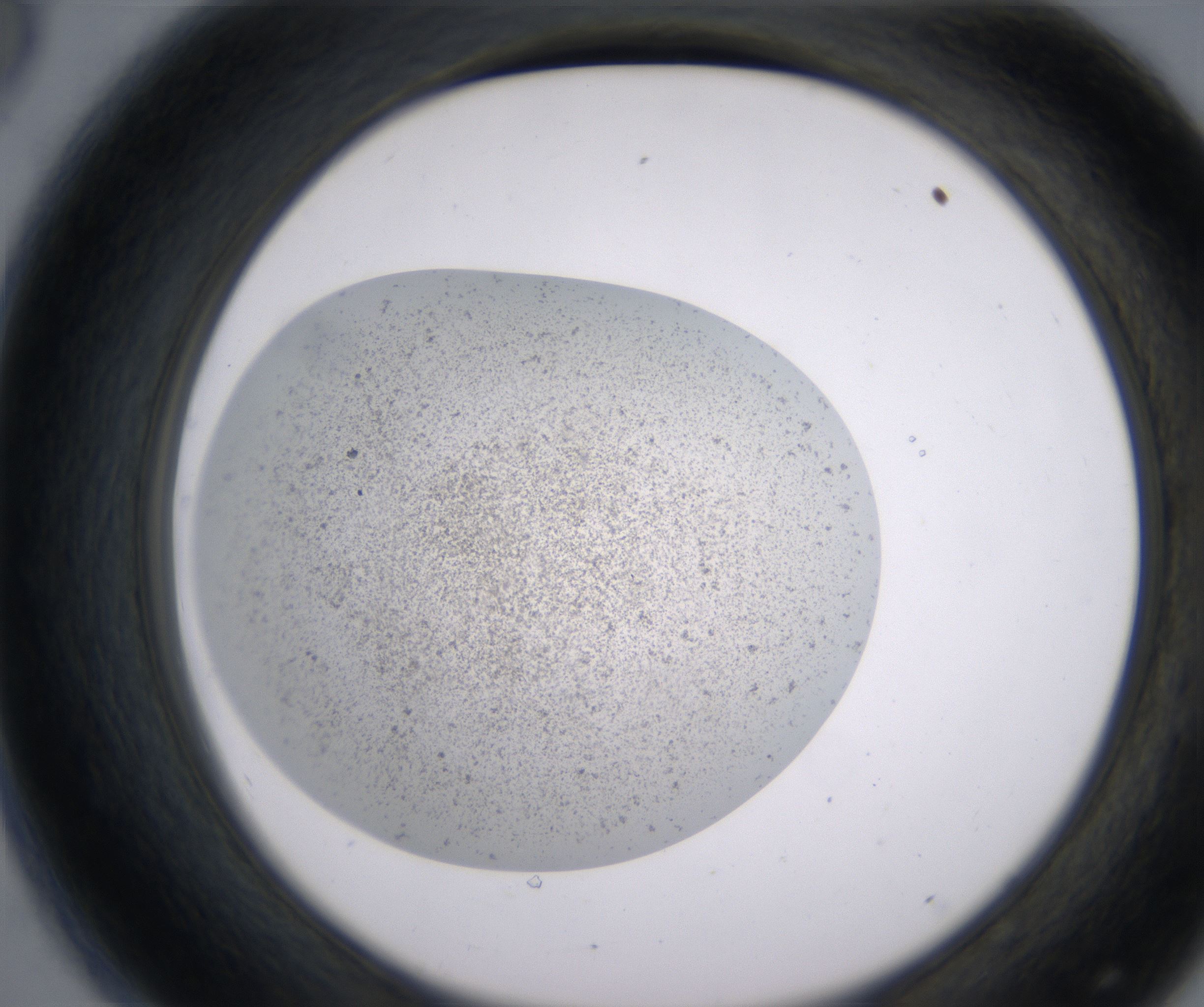 D8_HighResolution_Precipitate_2.jpg