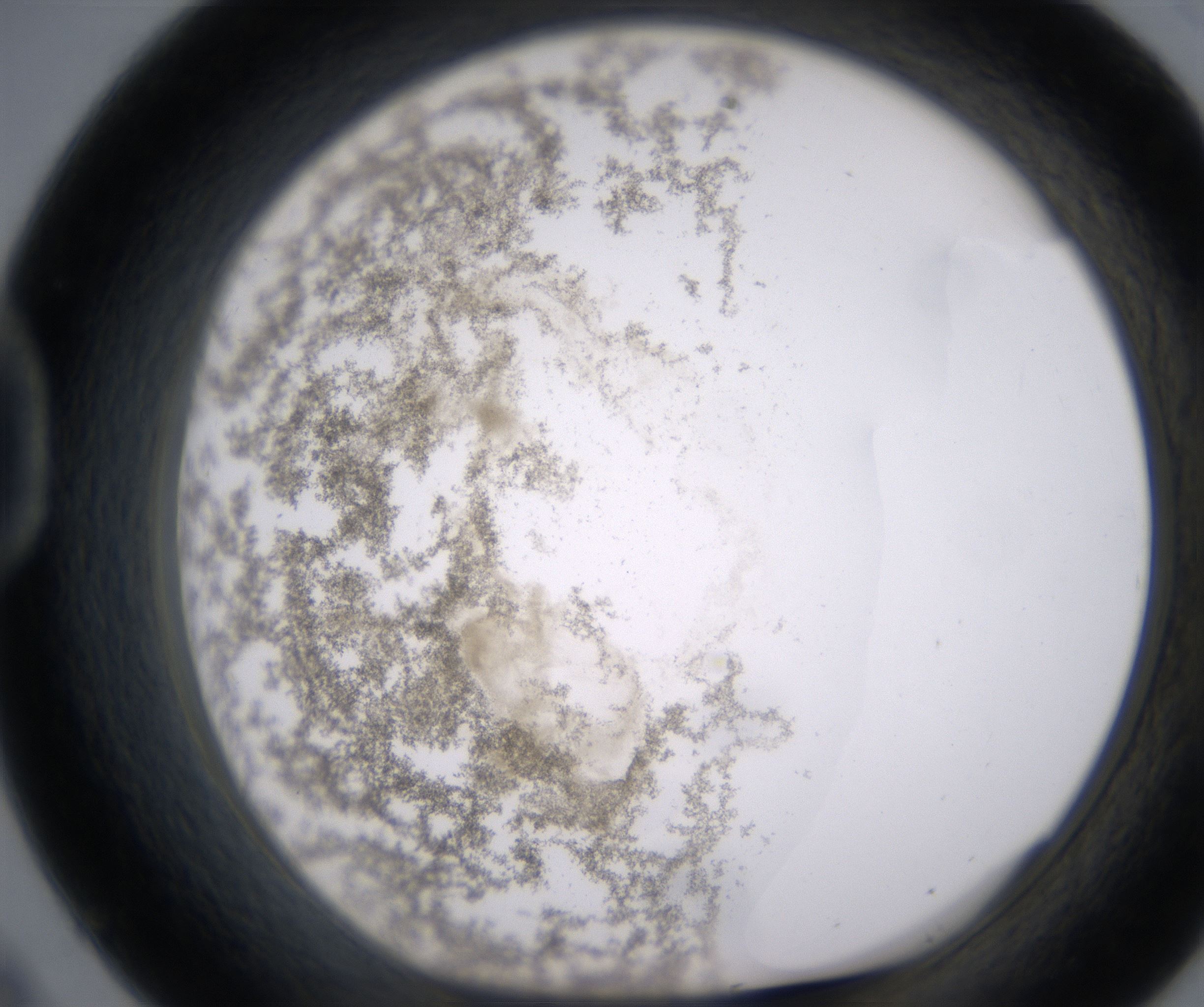 D9_HighResolution_Precipitate_1.jpg