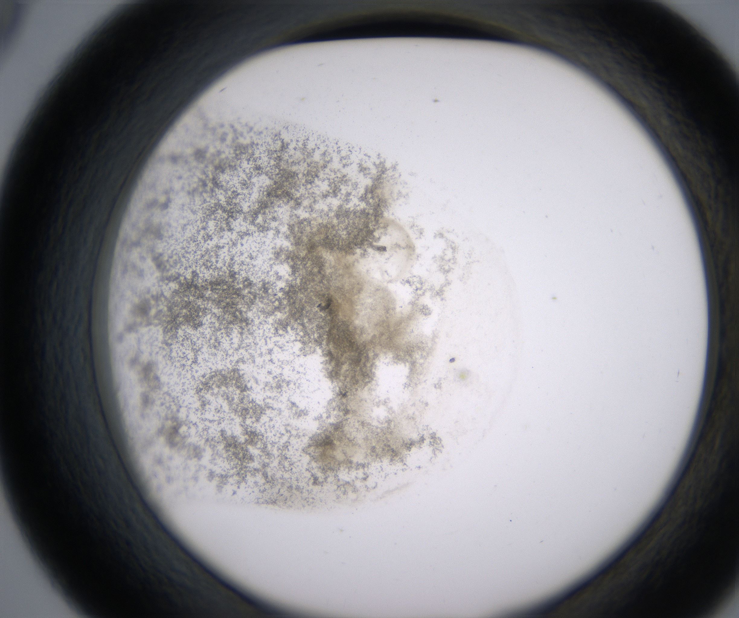 D9_HighResolution_Precipitate_2.jpg