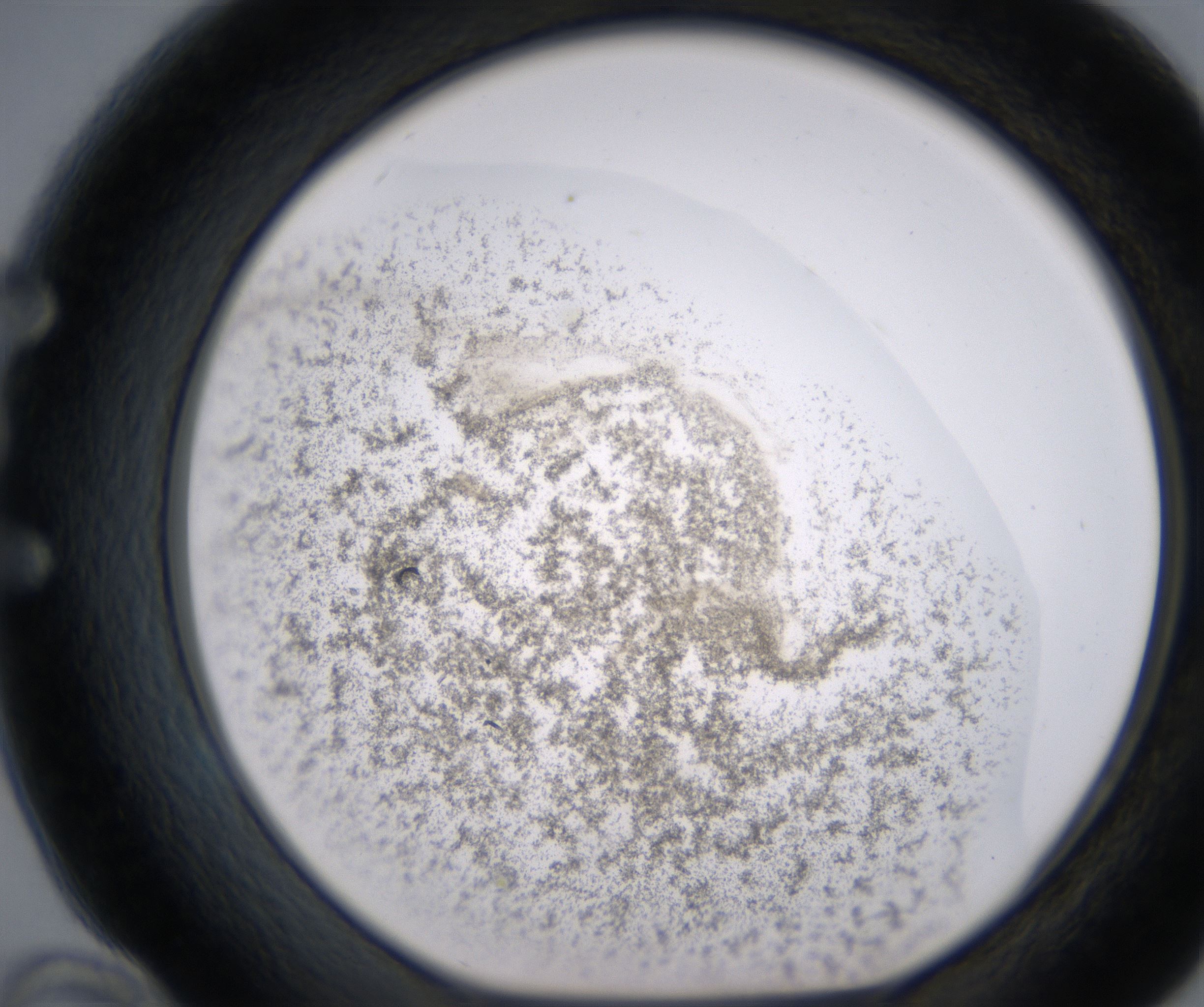 E10_HighResolution_Precipitate_1.jpg