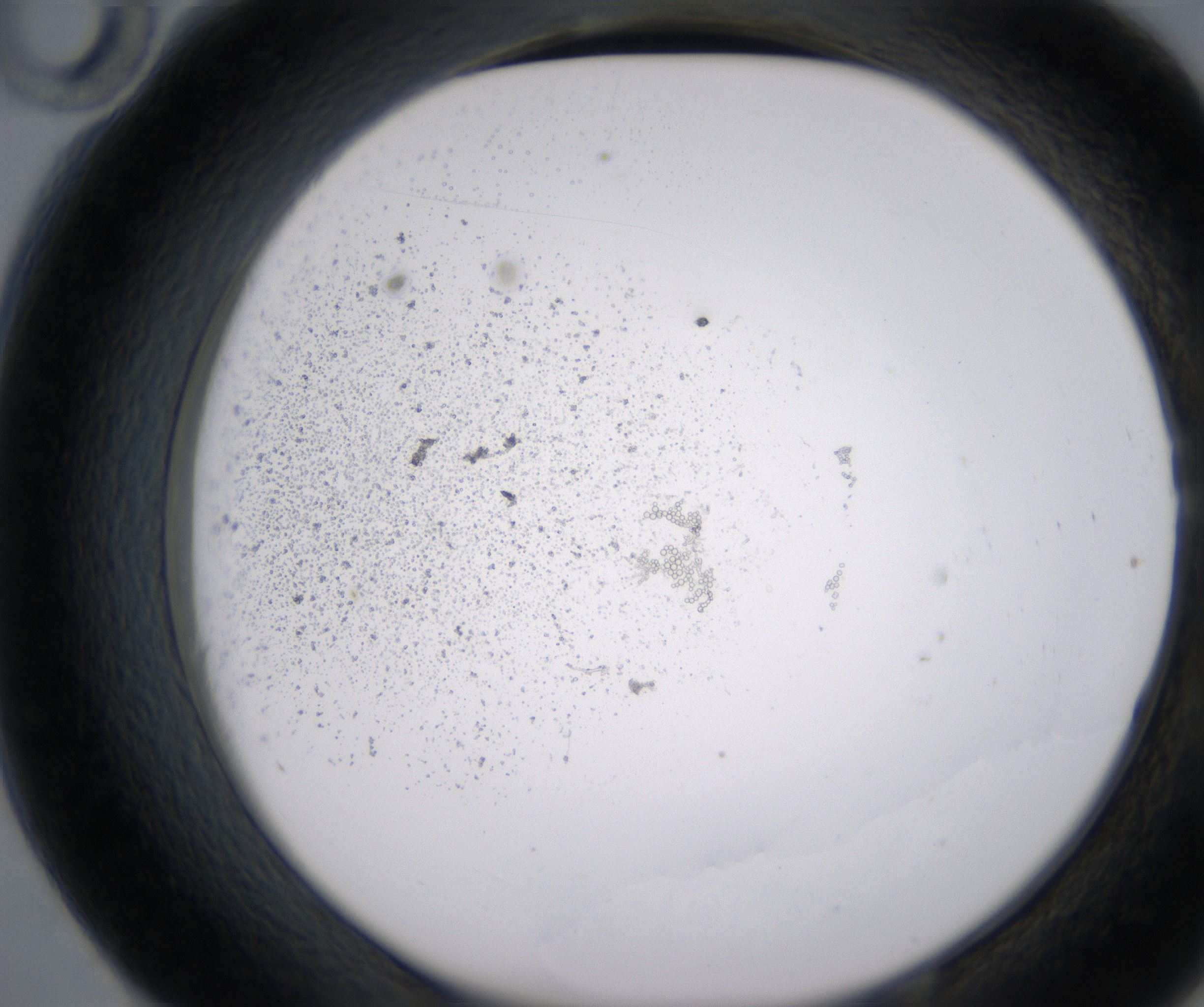 E10_HighResolution_Precipitate_2.jpg